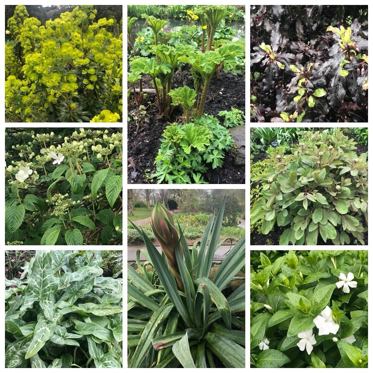 The blossoms have been beautiful but let&rsquo;s not overlook the gorgeous greens growing gracefully in #sheffieldbotanicalgardens 👌
.
.
.
.
.
.
#gunnera #greengrow #beschorneria #spurge #arumitalicum #greeninthegarden #greenshrubs #theoutdoorcity #