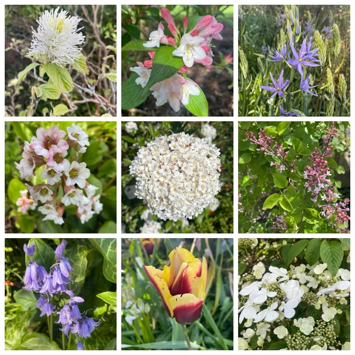 It&rsquo;s a sunny Saturday and #sheffieldbotanicalgardens  are looking super - a good day for a stroll in the sunshine&hellip;&hellip;.☀️ 
📷 with thanks to @christine.rose.37266136 
.
.
.
.
.
#sunnysaturday #itstheweekend #walkinthegarden #saturday