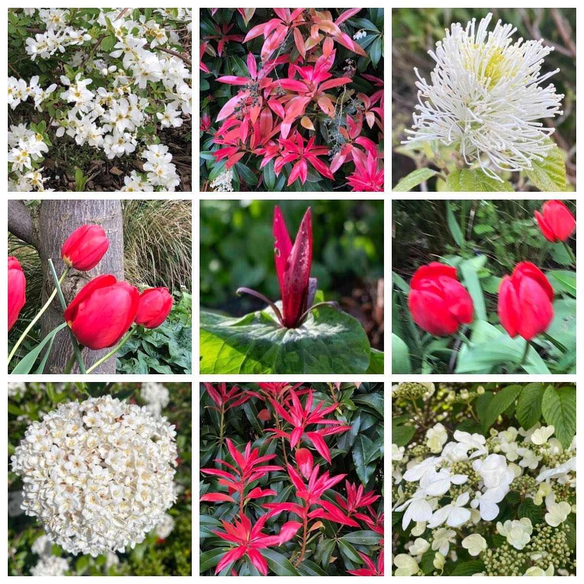 Some reds and whites in #sheffieldbotanicalgardens for St George&rsquo;s Day today.
📷middle pic by Rod Egglestone
.
.
.
.
.
.
#stgeorgesday #redandwhiteflowers #