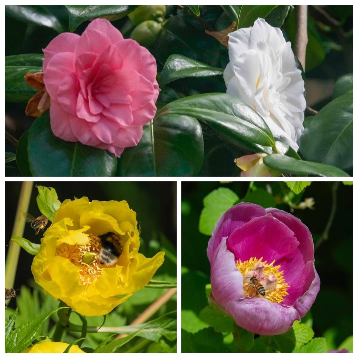 If you missed our &lsquo;Painting with Flowers&rsquo; public tour on Tuesday, don&rsquo;t worry as #sheffieldbotanicalgardens is always full of flowers just waiting to inspire your paintings and pictures&hellip;&hellip;

And if you want to learn the 