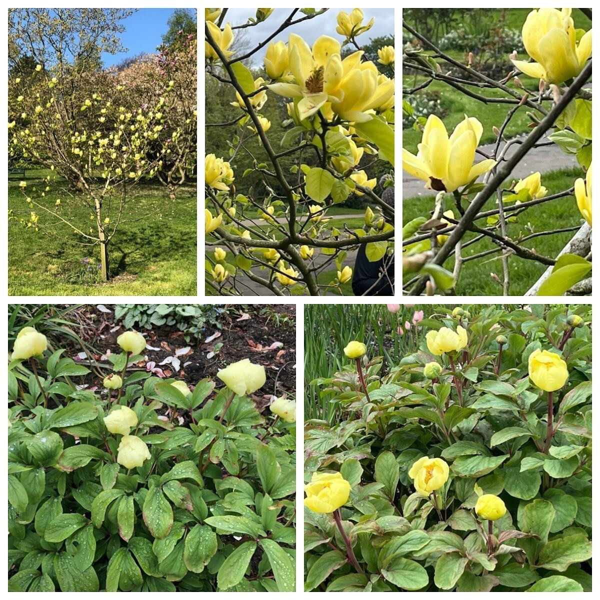 Despite an early appearance, the sun proved a little elusive again today, so we&rsquo;re showcasing these lovely yellow magnolias and peonies, recently blooming in #sheffieldbotanicalgardens as a sun substitute&hellip;&hellip;..
Though forecast looks