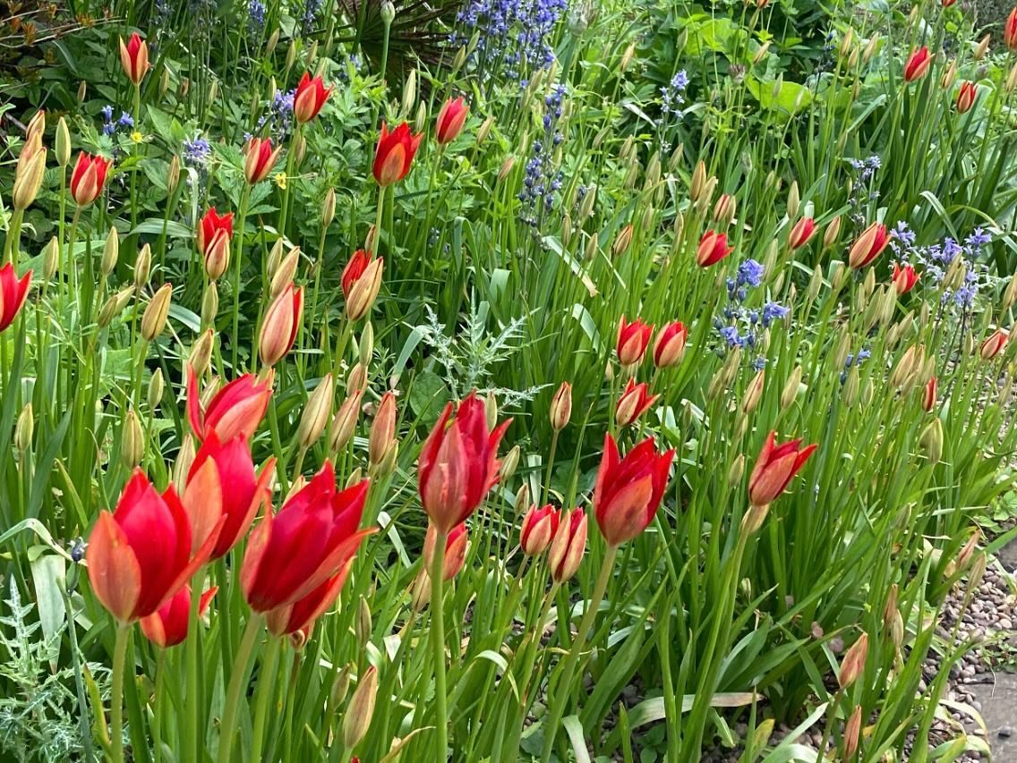 Our #plantofthemonth for May is the lovely scarlet petalled Tulipa Sprengeri.
Originating in Turkey but now extinct in the wild, it is one of the later flowering tulips and can currently be found blooming in the Mediterranean garden in #sheffieldbota