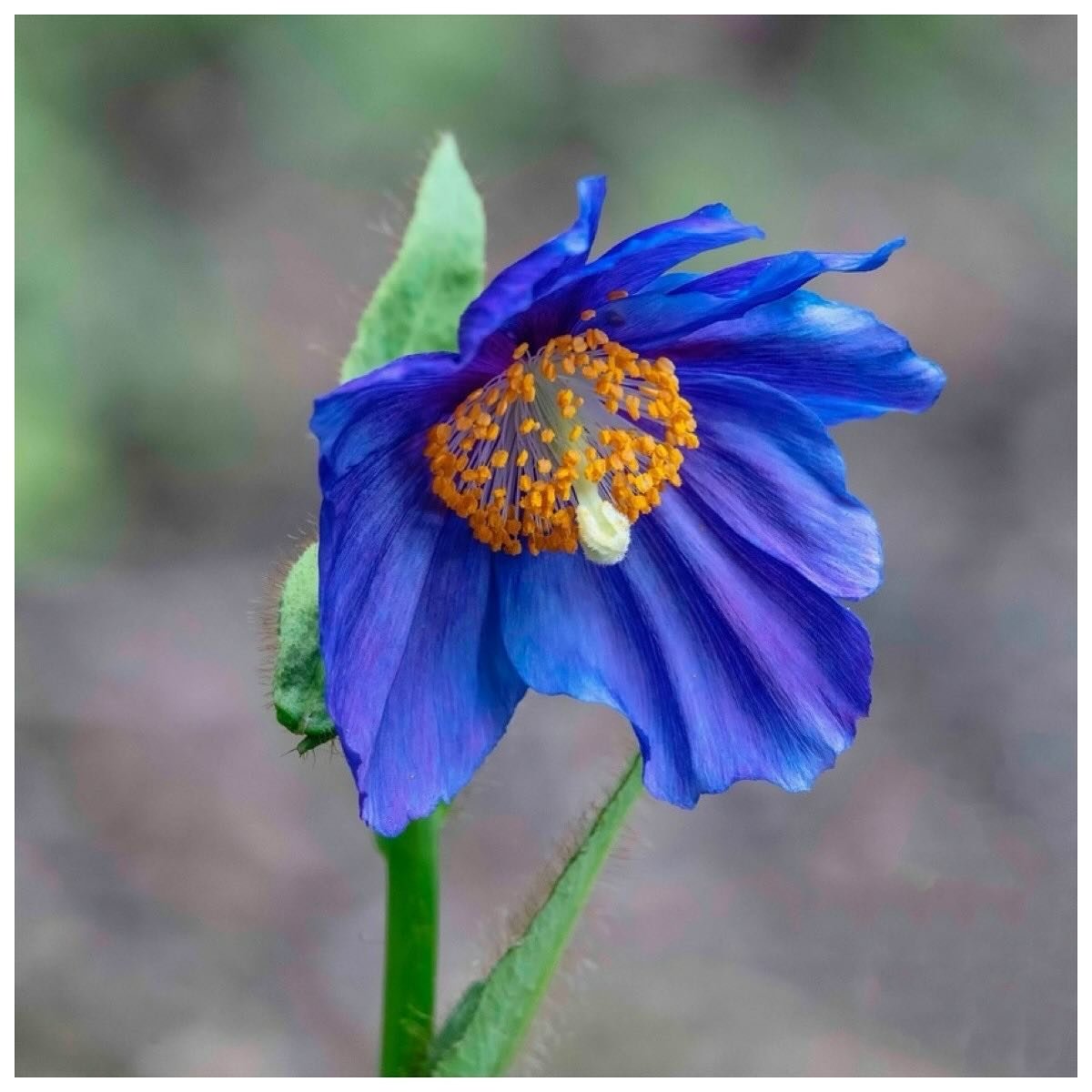 Love this recent picture of the stunning Meconopsis or blue poppy in the woodland in #sheffieldbotanicalgardens&hellip;&hellip;

📷 with thanks to Rod Egglestone
.
.
.
.
.
#meconopsis #bluepoppy #himalyanpoppy #perennialplants #theoutdoorcity #ourfav