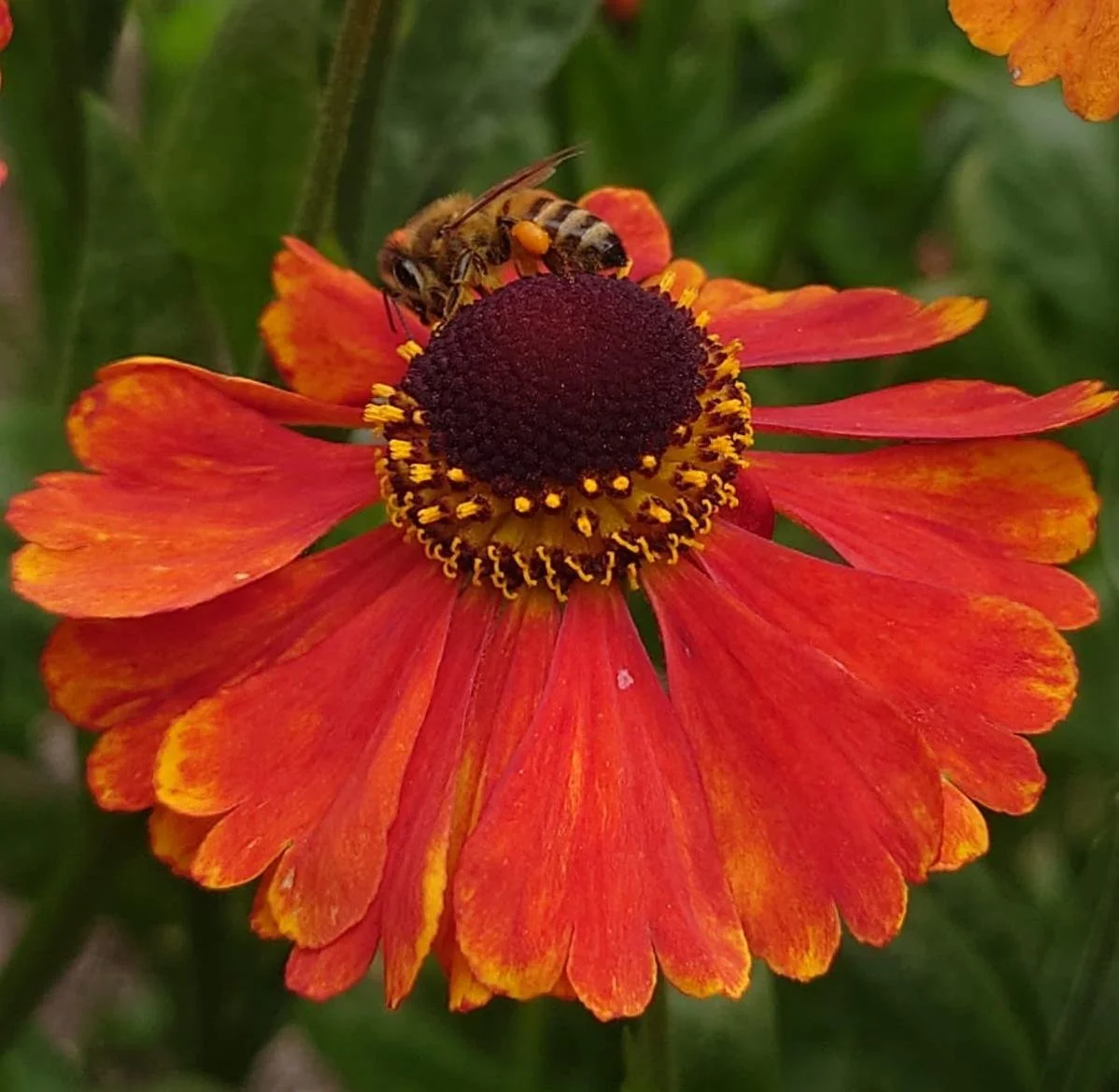 Pollinators and Plants Public Tour