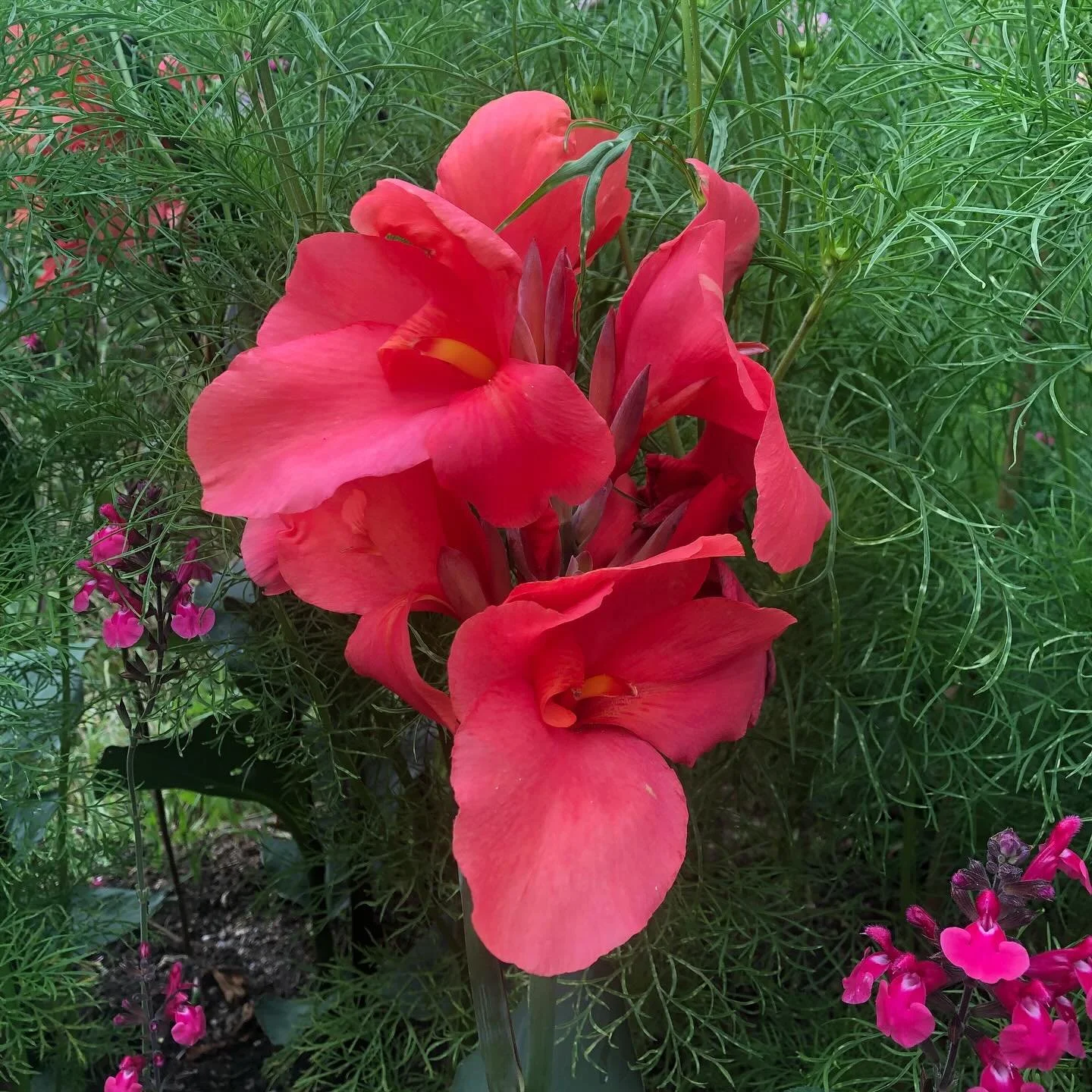 On holiday in East Sussex, a visit to Great Dixter was a must&hellip;.

Described as a &lsquo;vibrant, daring, and immersive garden&rsquo;, Great Dixter does not disappoint&hellip;&hellip;

The house, the gardens, the plants, the colours, the smells 