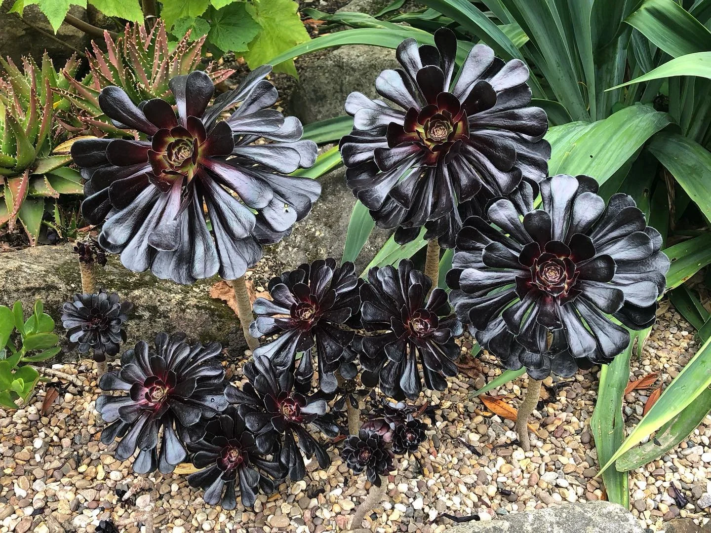 Love this &lsquo;family&rsquo; of aeoniums currently nestled in the bed close to the Volunteer&rsquo;s entry gate in #sheffieldbotanicalgardens 
.
.
.
.
.
#aeonium #aeoniums #theoutdoorcity #ourfaveplaces