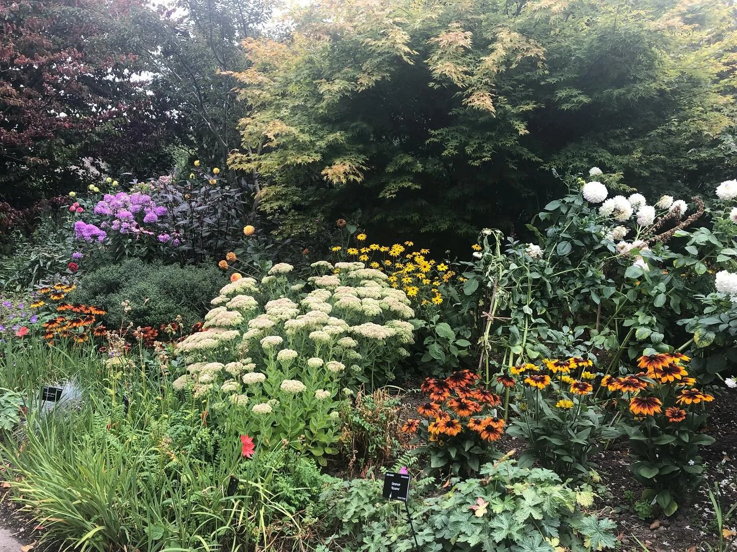 Designed to highlight planting in different seasons, the Four Seasons Garden in #sheffieldbotanicalgardens is particularly colourful at present, showcasing asters, sedums, heleniums, crocosmia and various grasses.

Located towards the rear of the gla