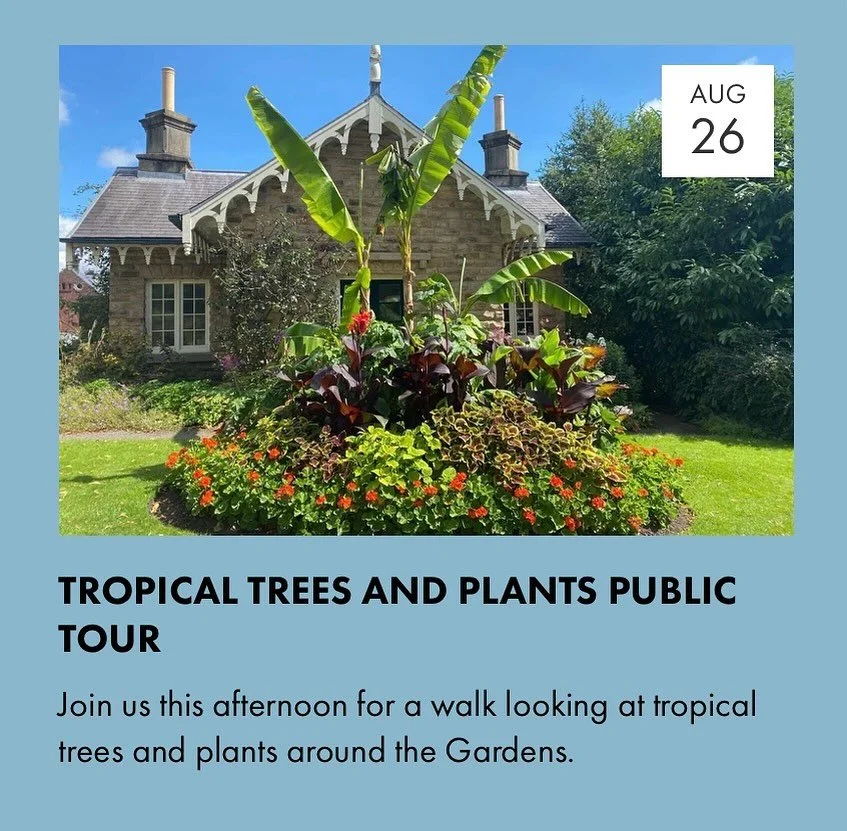 As our long hot summer comes to an end, our Public Tour at 1.00pm tomorrow (Tuesday) will take a look at some of the tropical trees and plants to be found in #sheffieldbotanicalgardens.

If you fancy joining us, there is no need to book - just turn u