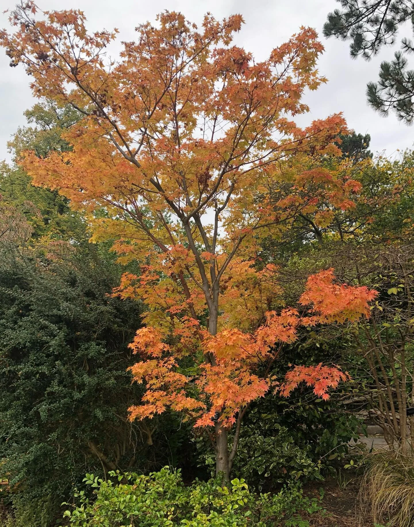 It&rsquo;s autumn in #sheffieldbotanicalgardens - come and enjoy it with us&hellip;&hellip;..
.
.
.
.
.
.
.
.
#autumn #autumnleaves #autumntrees #autumncolour #autumninthegarden #ourfaveplaces #theoutdoorcity #october #octobercolours