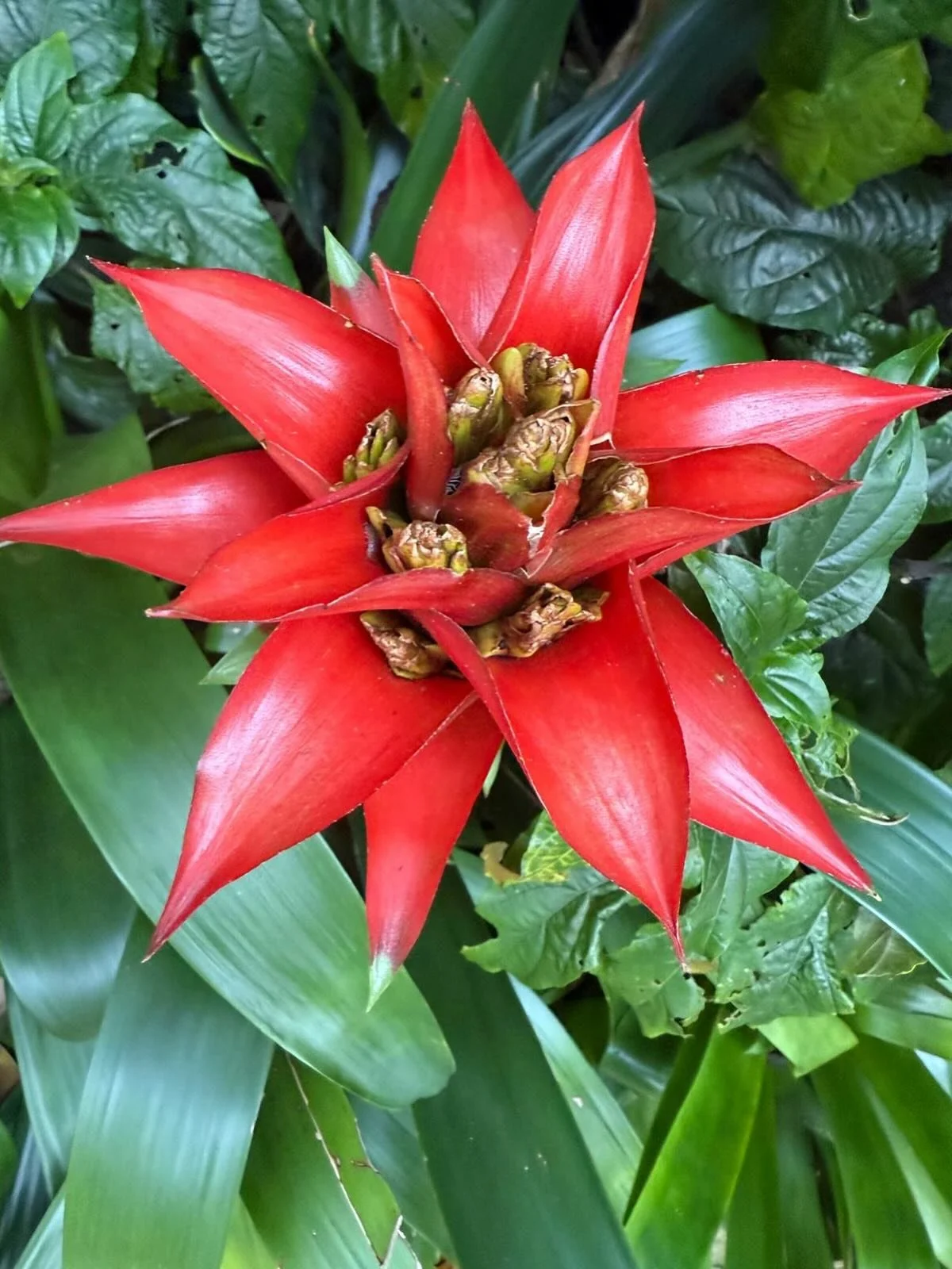 Now the weather has turned a little cooler, why not warm up and enjoy some of the plants currently blooming in the pavilions in #sheffieldbotanicalgardens 

📷 @christine.rose.37266136 
.
.
.
.
.
.
.
#canna #angelstrumpets #brazilianplume #cannalily 