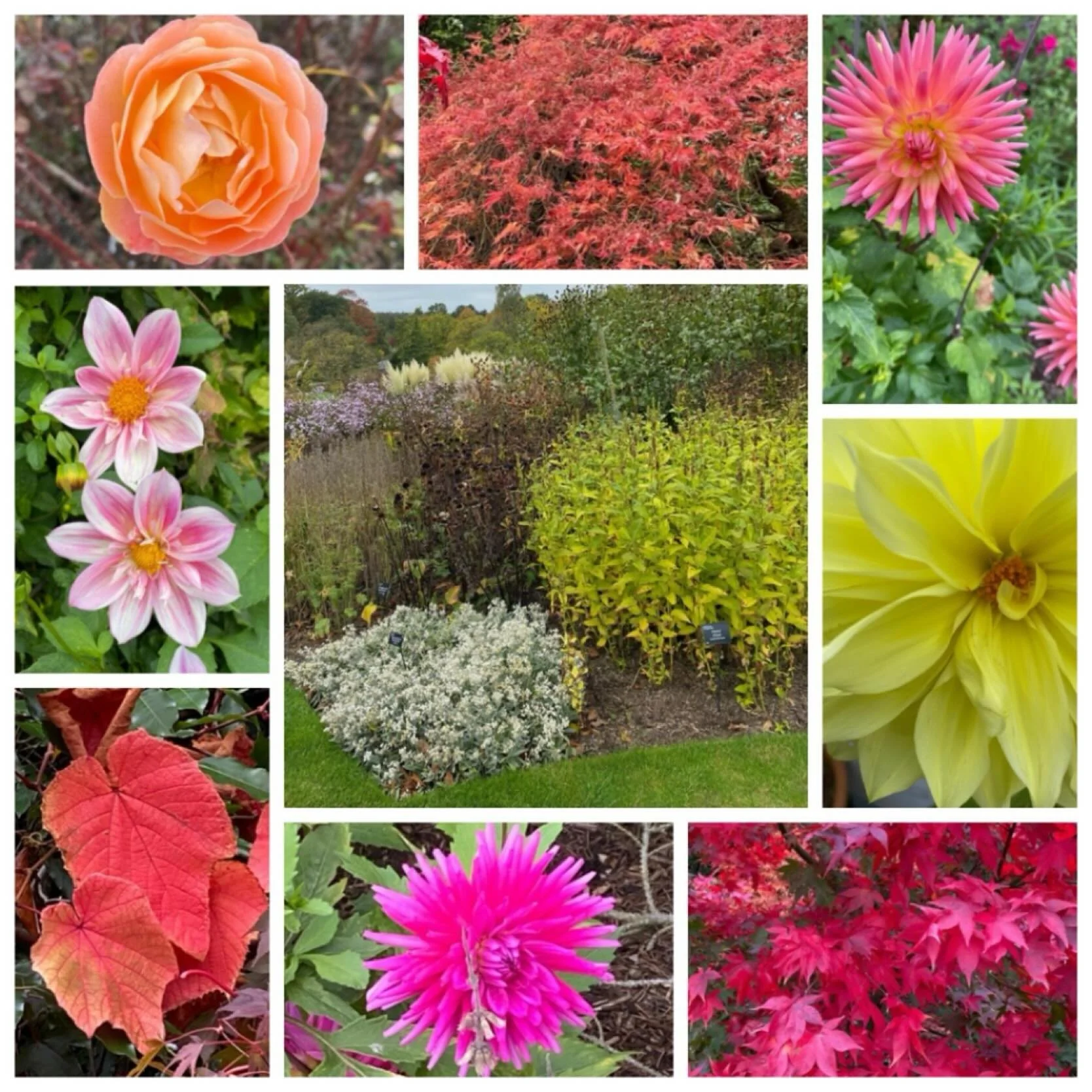 Our final @fobsheffield trip of 2025 took place last Wednesday when a group of nearly 50 Friends visited RHS Harlow Carr Gardens in Harrogate.

Despite slightly grey skies, it was dry and an enjoyable day was had by all, appreciating the Gardens whic