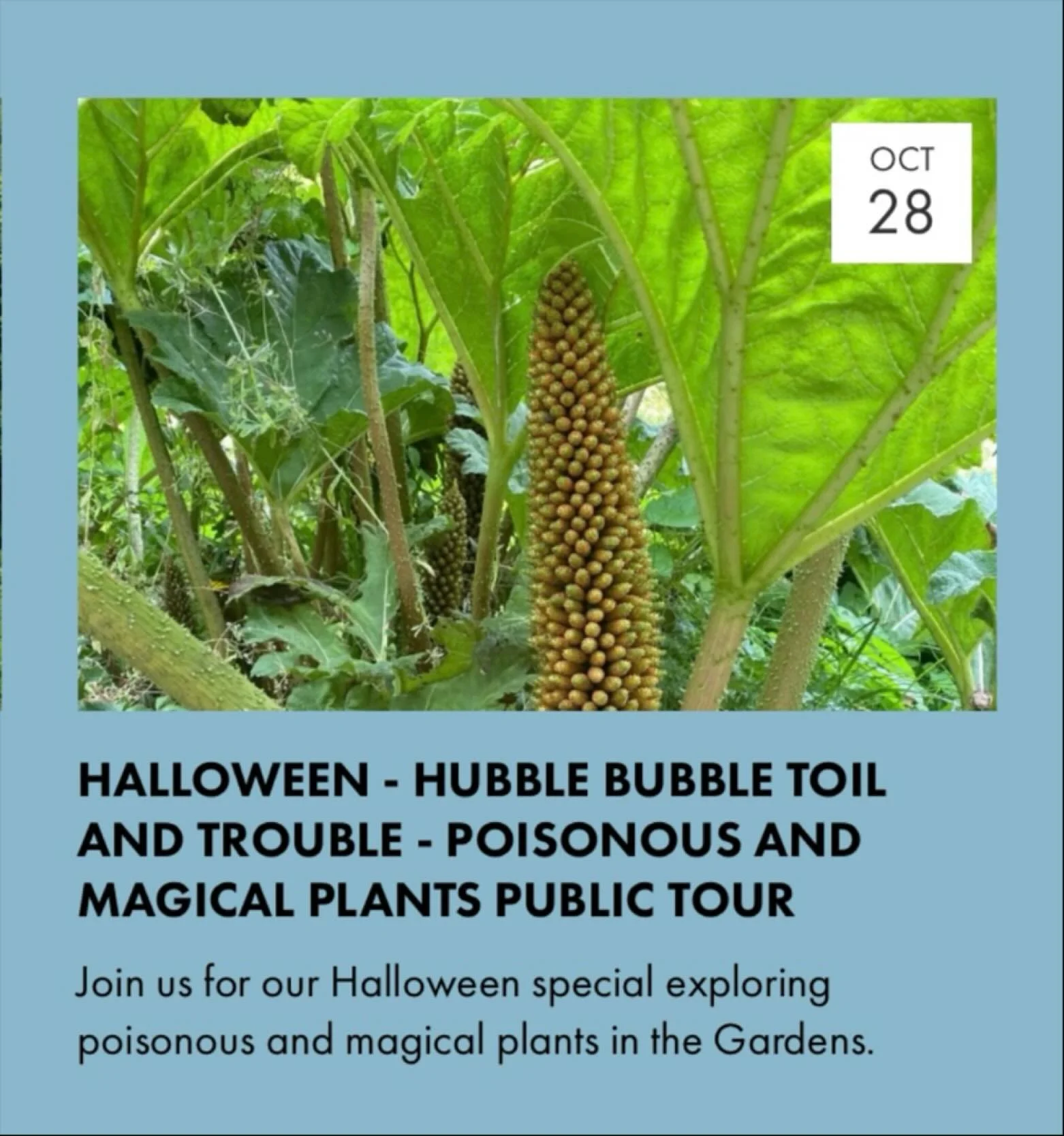 For our penultimate Public Tour of 2025 we invite you to join us for our ‘Halloween - Hubble, Bubble, Toil and Trouble Tour’ exploring some of the poisonous and magical plants that can be found in #sheffieldbotanicalgardens 
Taking place