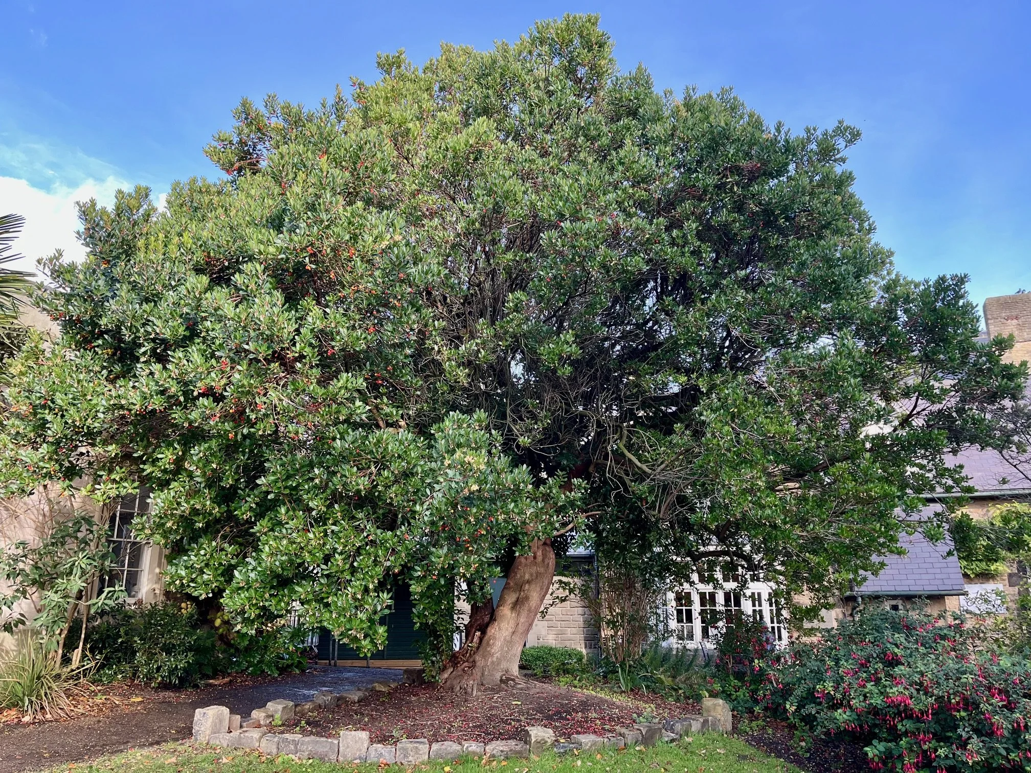 arbutus_2.jpg