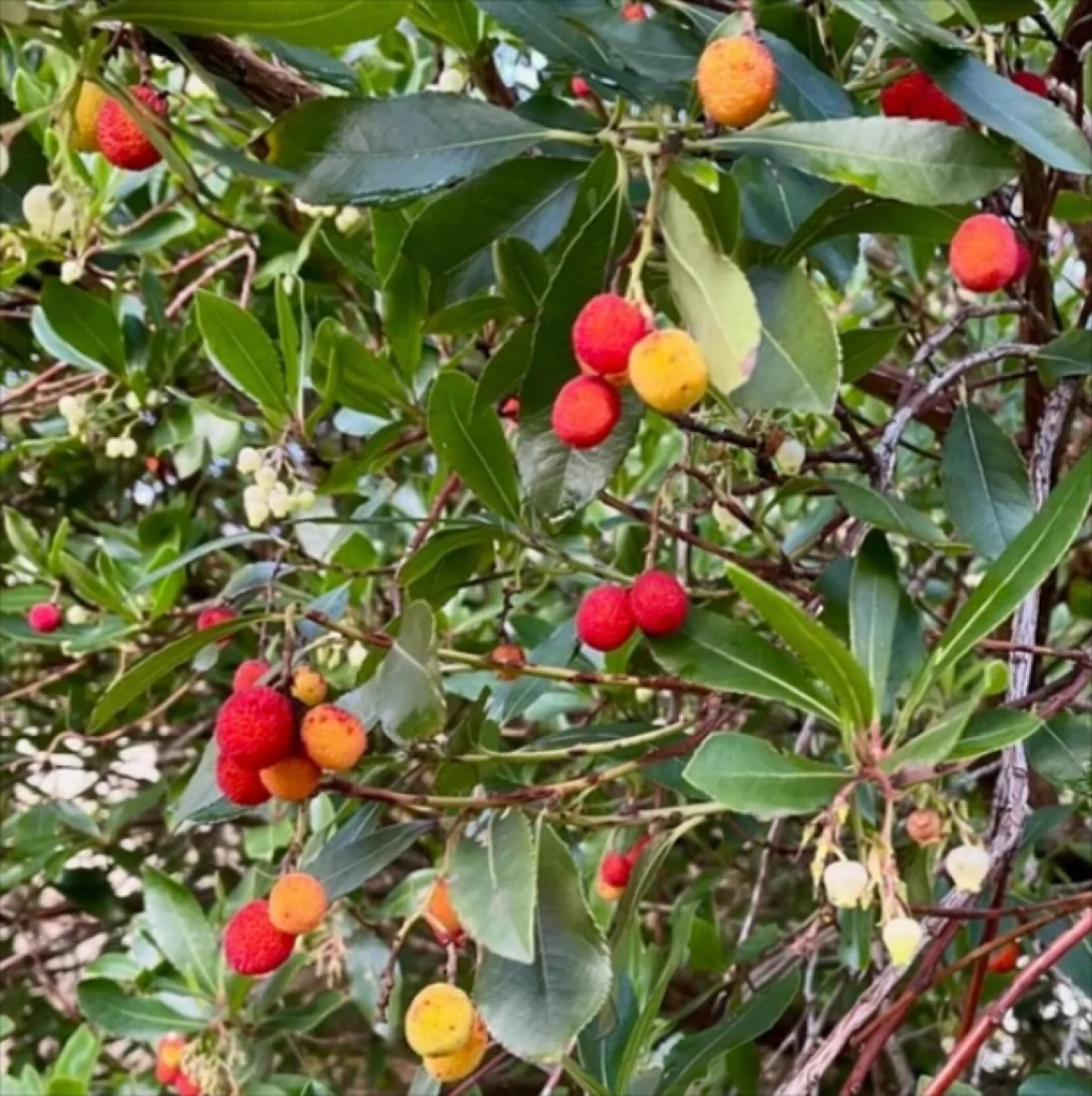 It&rsquo;s November and our #plantofthemonth is Arbutus unedo, the &lsquo;Strawberry Tree&rsquo;, currently to be found covered in red fruit and small white flowers as you enter #sheffieldbotanicalgardens by the main entrance on Clarkehouse Road.

An