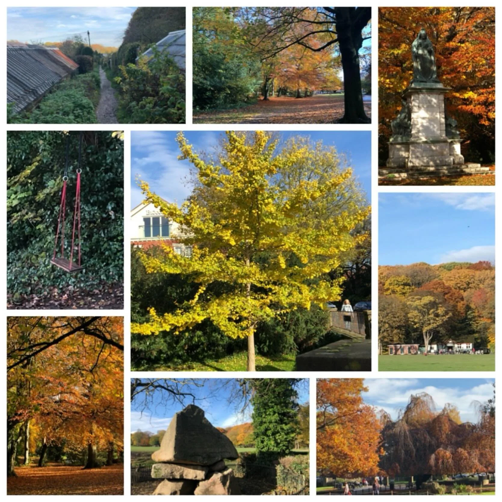 If you are missing #sheffieldbotanicalgardens while we are closed - other parks and gardens are available&hellip;&hellip;

Just along the road, the trees in Endcliffe Park - including this gorgeous #gingko - are still in full autumn dress and definit
