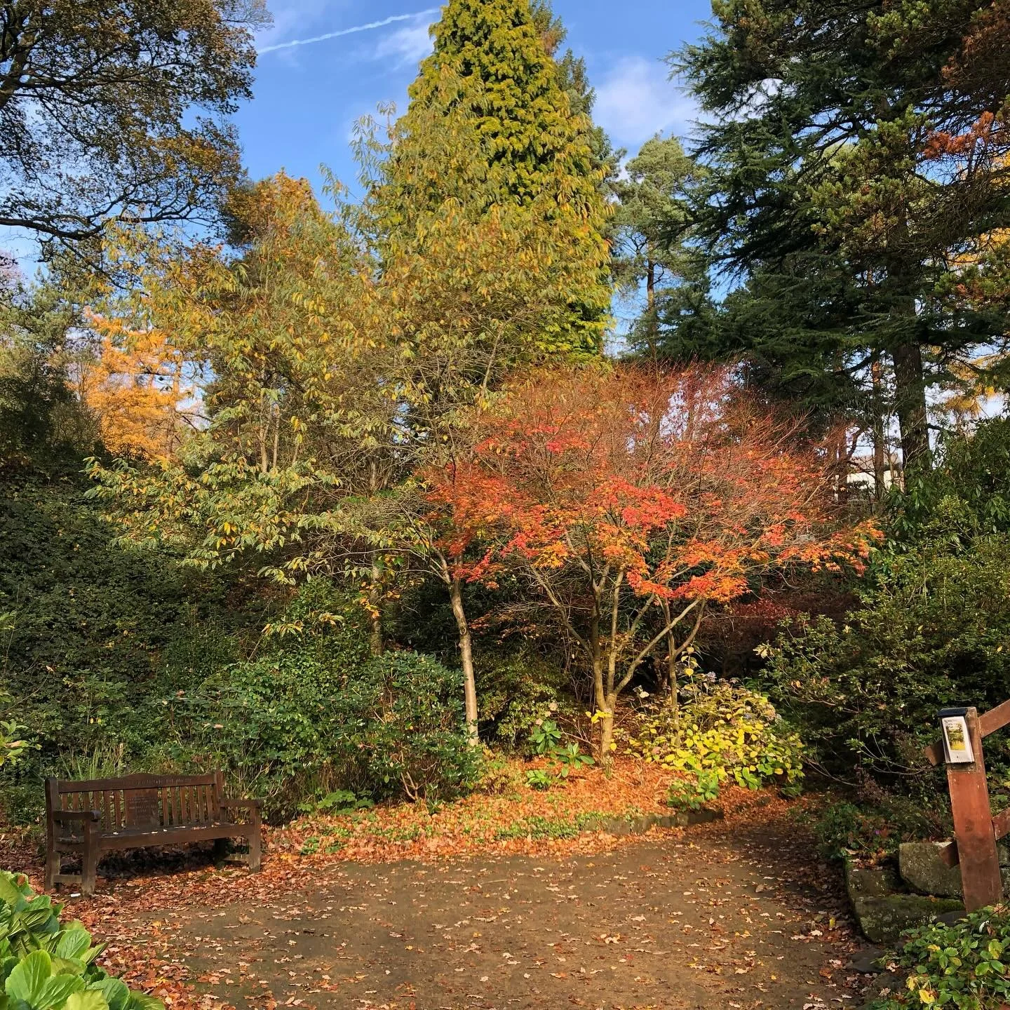 Today&rsquo;s pictures feature Whinfell Quarry Gardens -  another destination to explore while #sheffieldbotanicalgardens is CLOSED.

Just a couple of miles further along Ecclesall Road towards Dore, these small gardens are built within a derelict qu