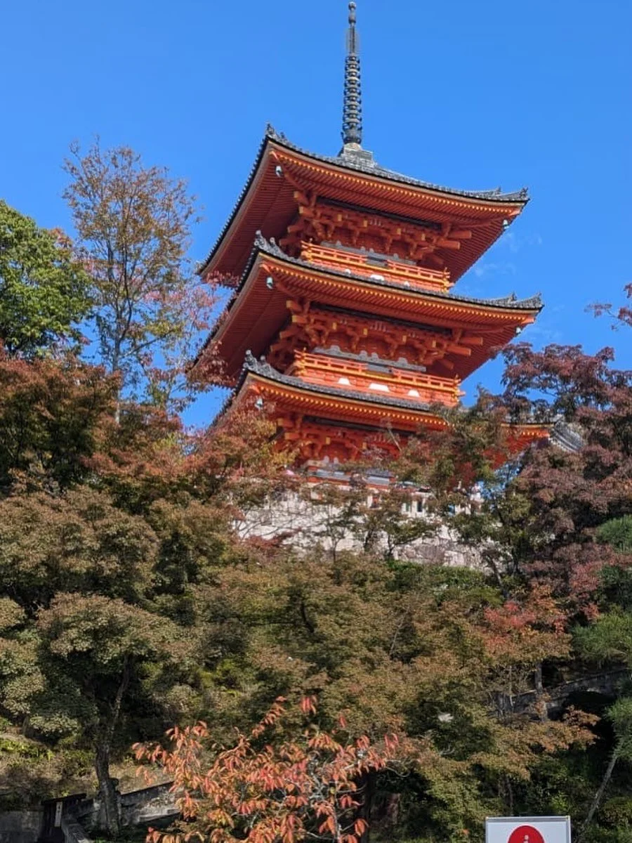 Today we continue exploring further afield whilst #sheffieldbotanicalgardens are CLOSED - with some autumn trees and temples of Japan.

Pictures captured and shared by Lynne Thomas who is currently enjoying travelling in Japan and is taking up the ro