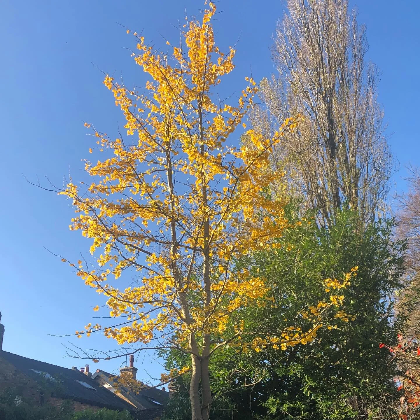 Our very own #sheffieldbotanicalgardens ginkgo tree positively glowing in the sun today. 

Recognised as one of the oldest species of tree - dating back to pre-dinosaur times!

There are several to be found in the Gardens - search &lsquo;Ginkgo&rsquo