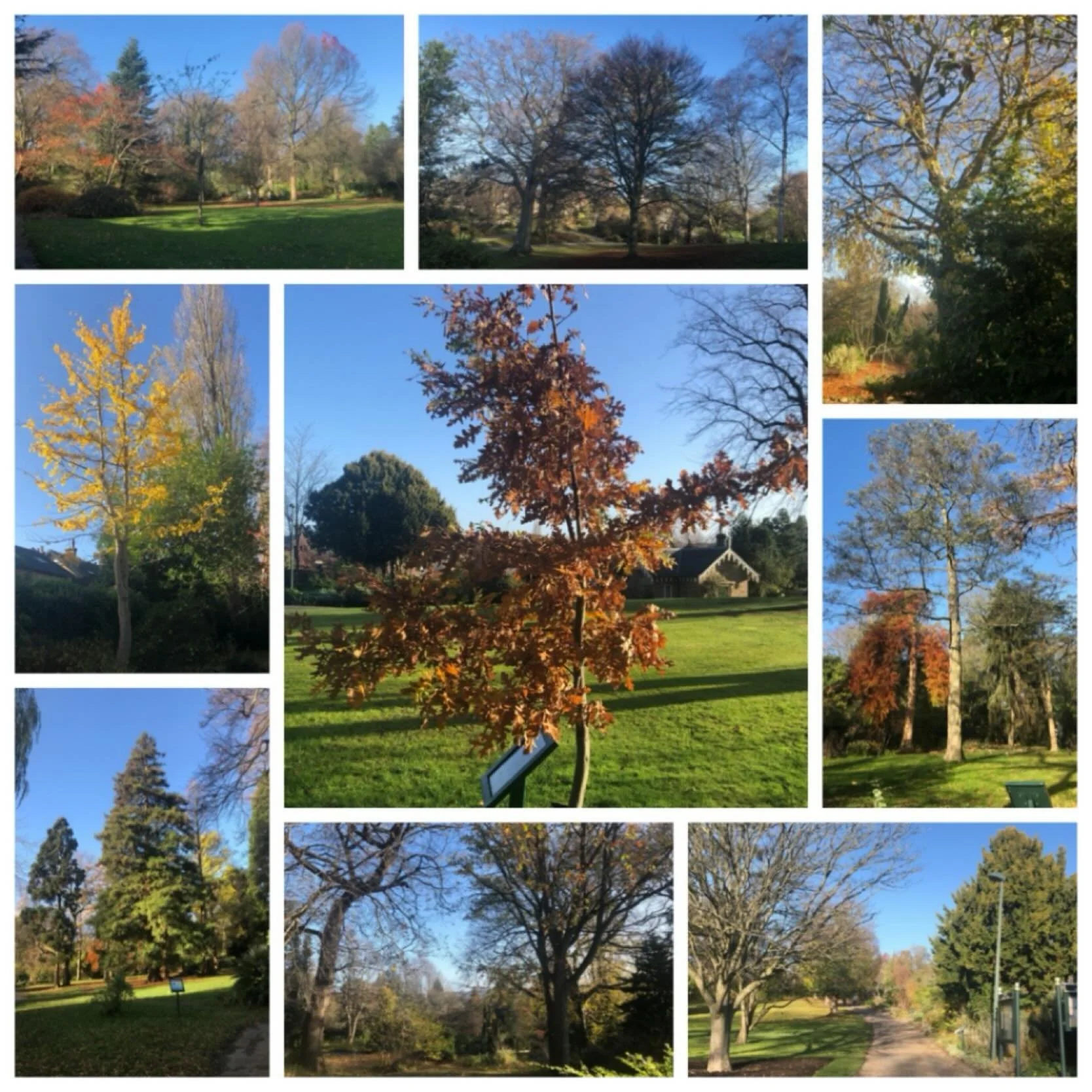 As National Tree Week 2025 comes to an end and in celebration of St Andrew&rsquo;s Day, we&rsquo;ve rounded up a few more of our stunning trees in #sheffieldbotanicalgardens.

With pride of place in the centre of our images is our sapling oak now in 