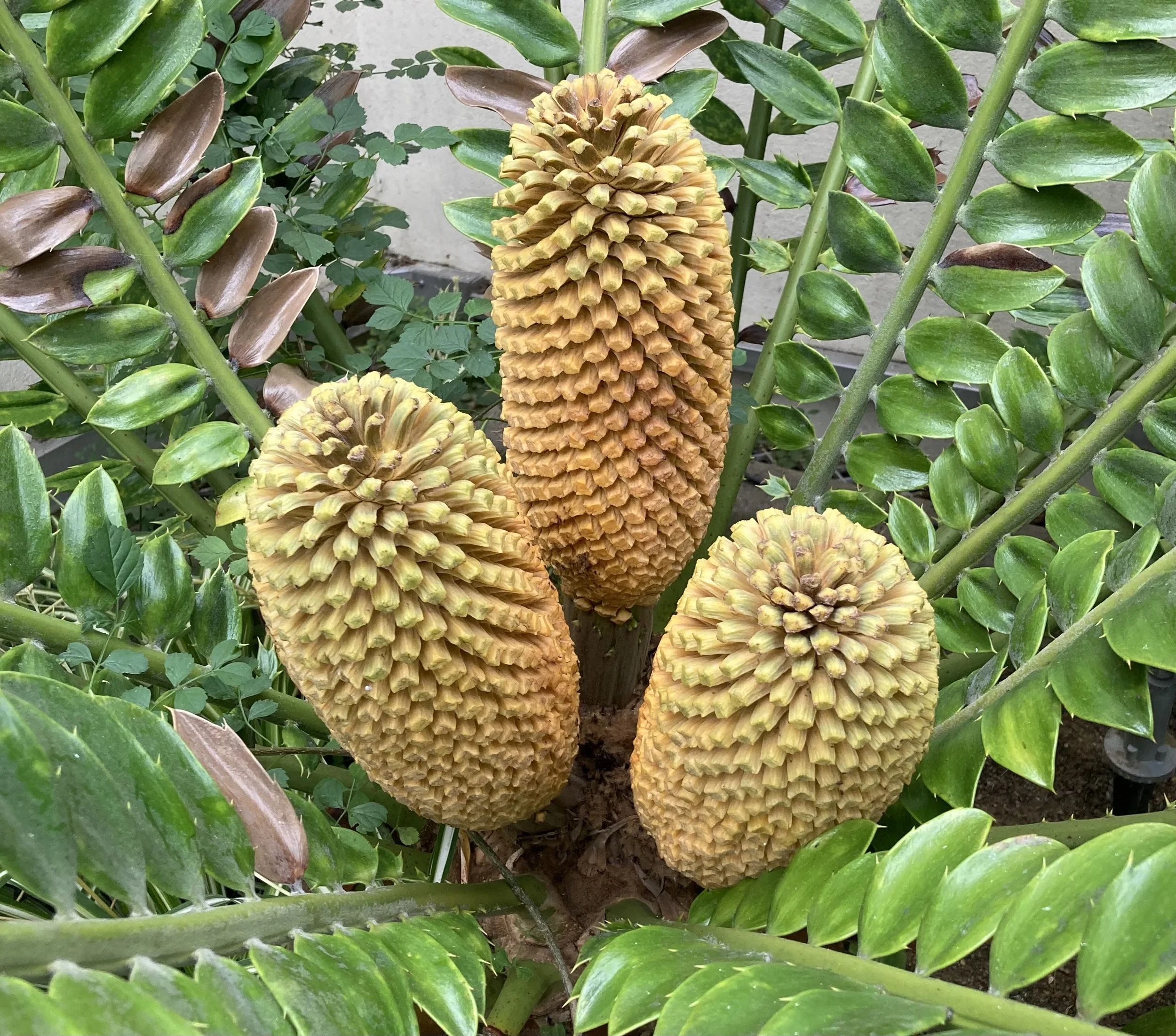 Encephalartos natalensis&nbsp;