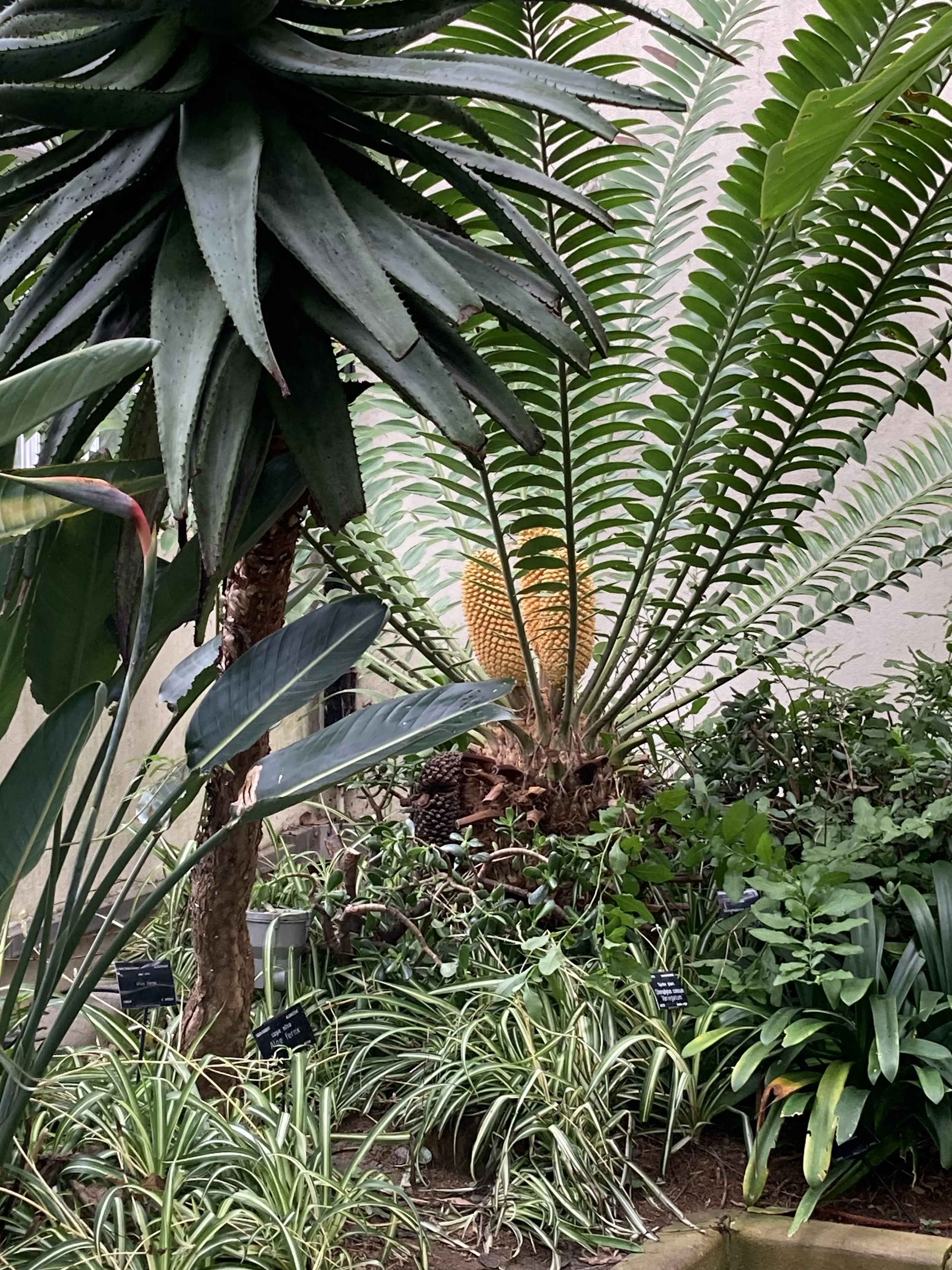 cycad_1.jpg