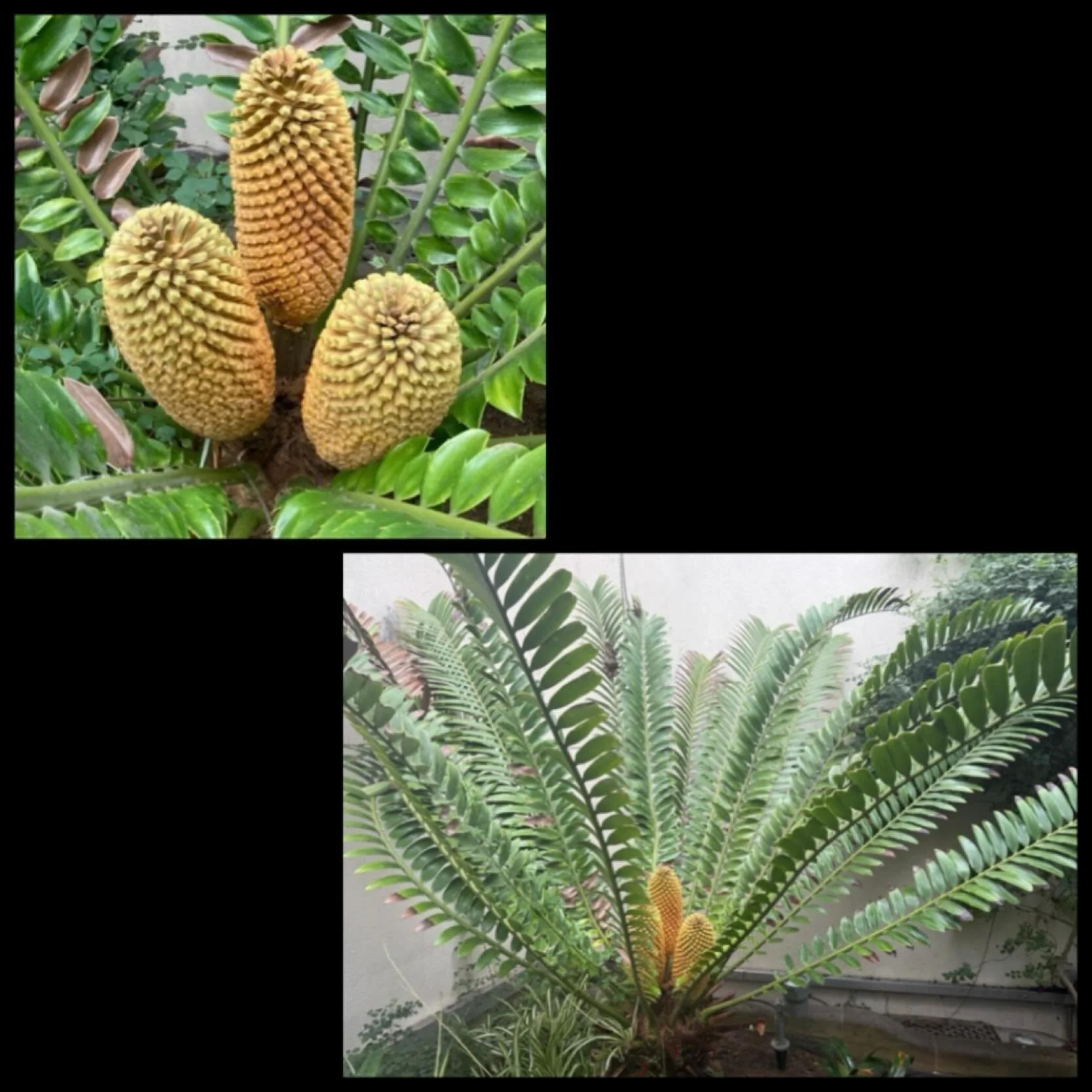 It&rsquo;s 1 December - the start of meteorological winter - and yet our #plantofthemonth is more usually found in sub tropical and tropical parts of the world.

This impressive plant - Encephalartos natalensis or natal cycad - can be found in the We