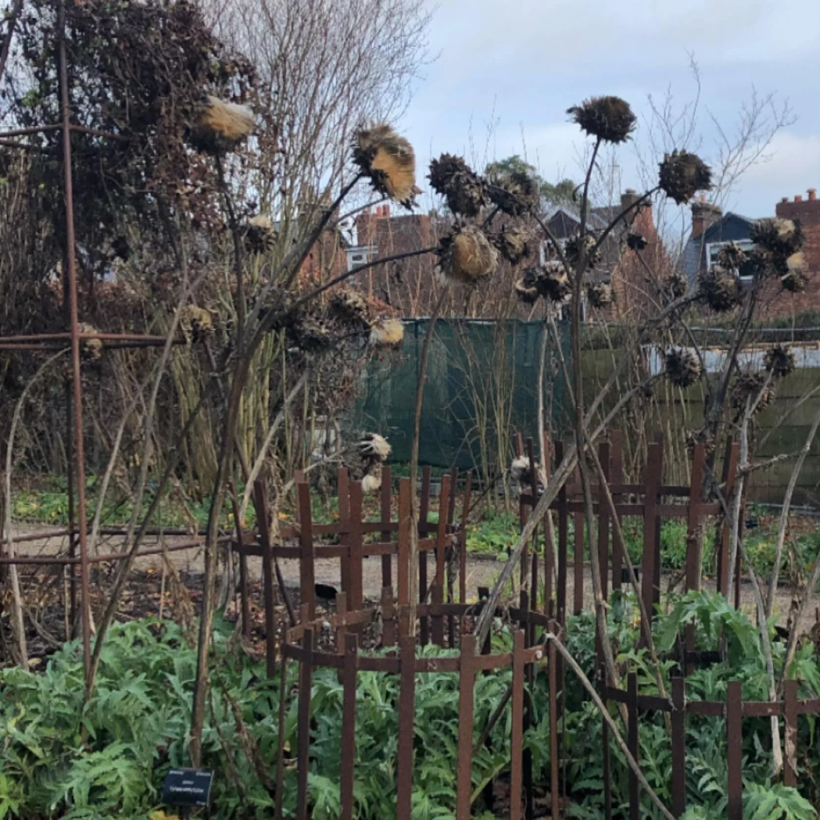 These statuesque cardoons not only provide winter interest in the AGM bed in #sheffieldbotanicalgardens, but their seeds are a valuable food source for finches and the fluff can be useful nesting material&hellip;&hellip;&hellip;
.
.
.
.
.
.

#cynarac