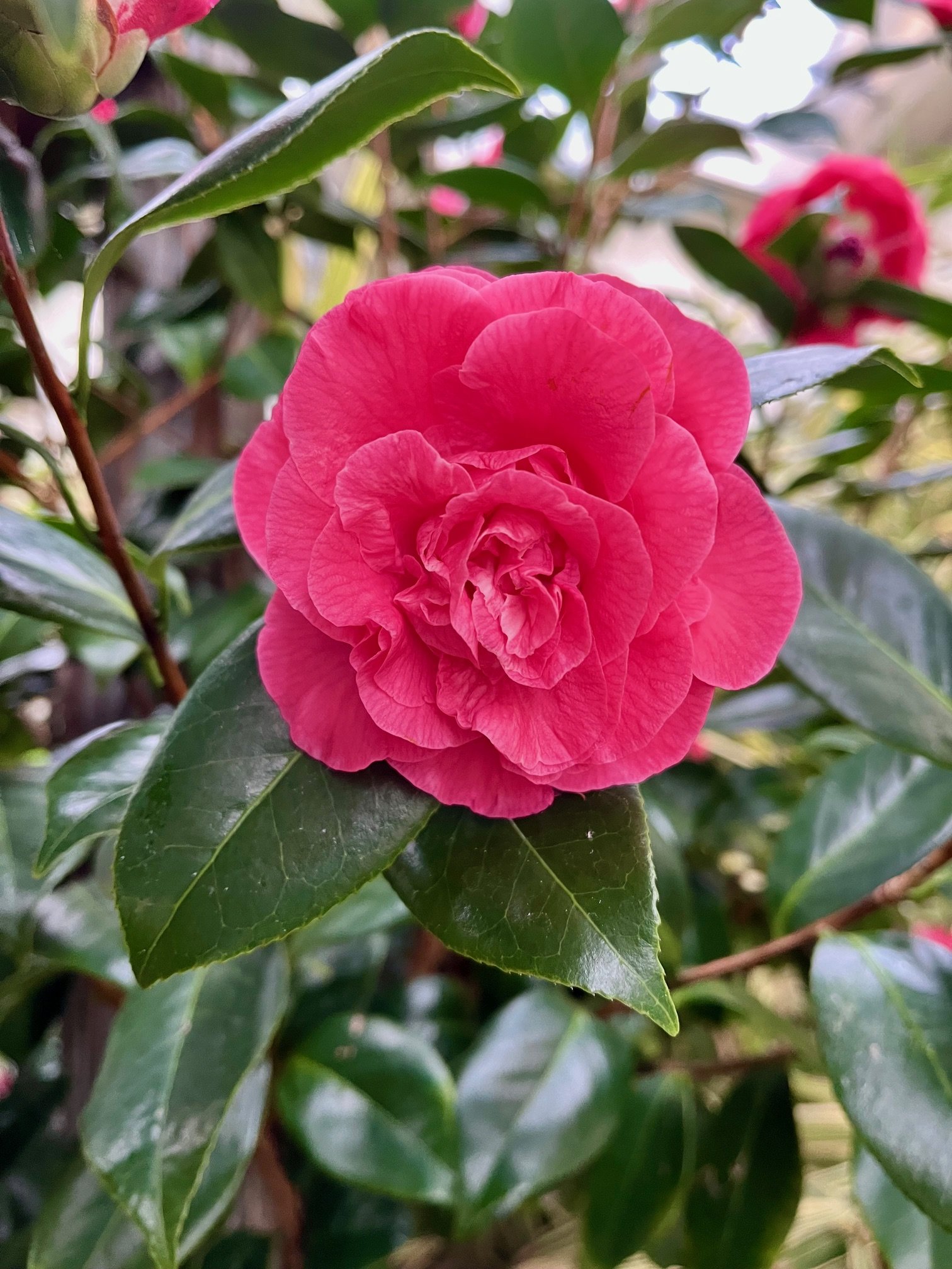 Camellia japonica &nbsp;'Elegans'