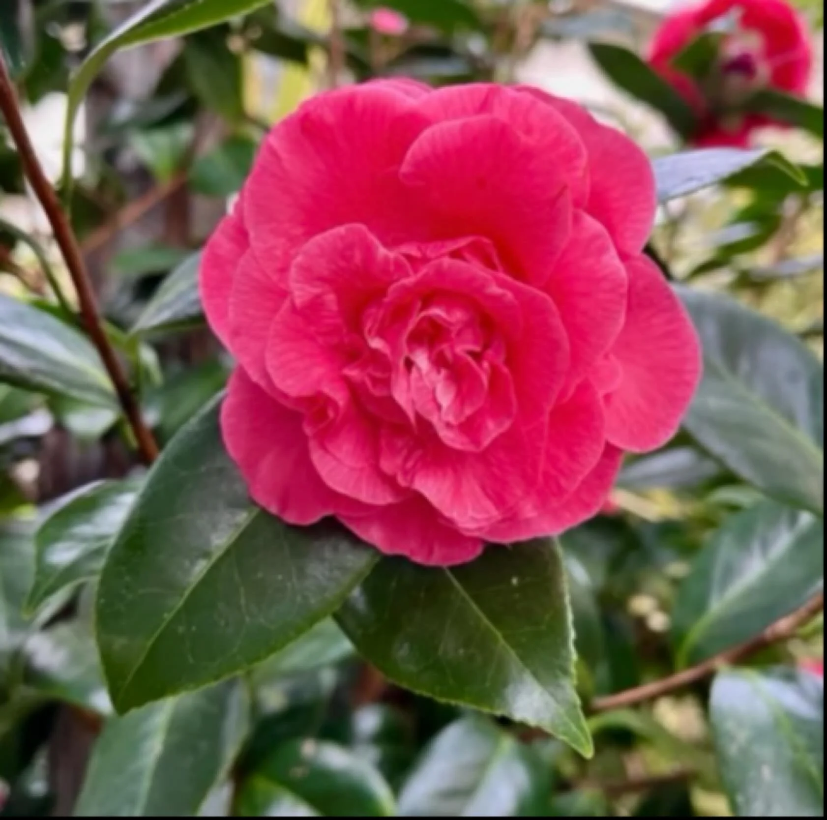 To mark the New Year our #plantofthemonth for January is this lovely Camellia Japonica &lsquo;Elegans&rsquo;. 

It is native to China and Japan, but this specimen can be found protected from the very chilly weather we are currently having, nestled in