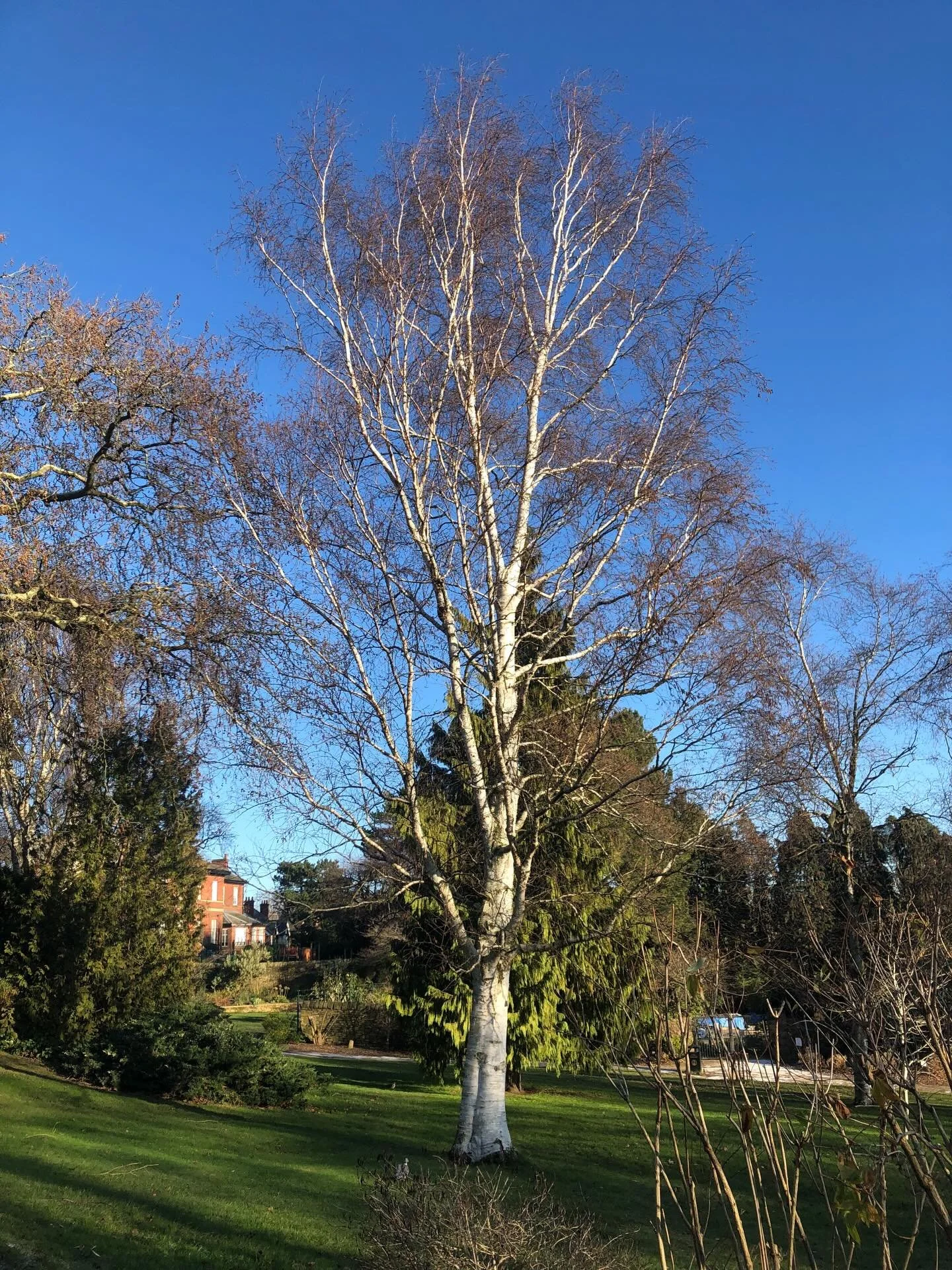 Birch tree with blue sky in #sheffieldbotanicalgardens - just perfect 👌
.
.
.
.
.
.
#birch #birchtree #wintersun #botanicalgarden #theoutdoorcity #ourfaveplaces #sheffieldissuper #betula