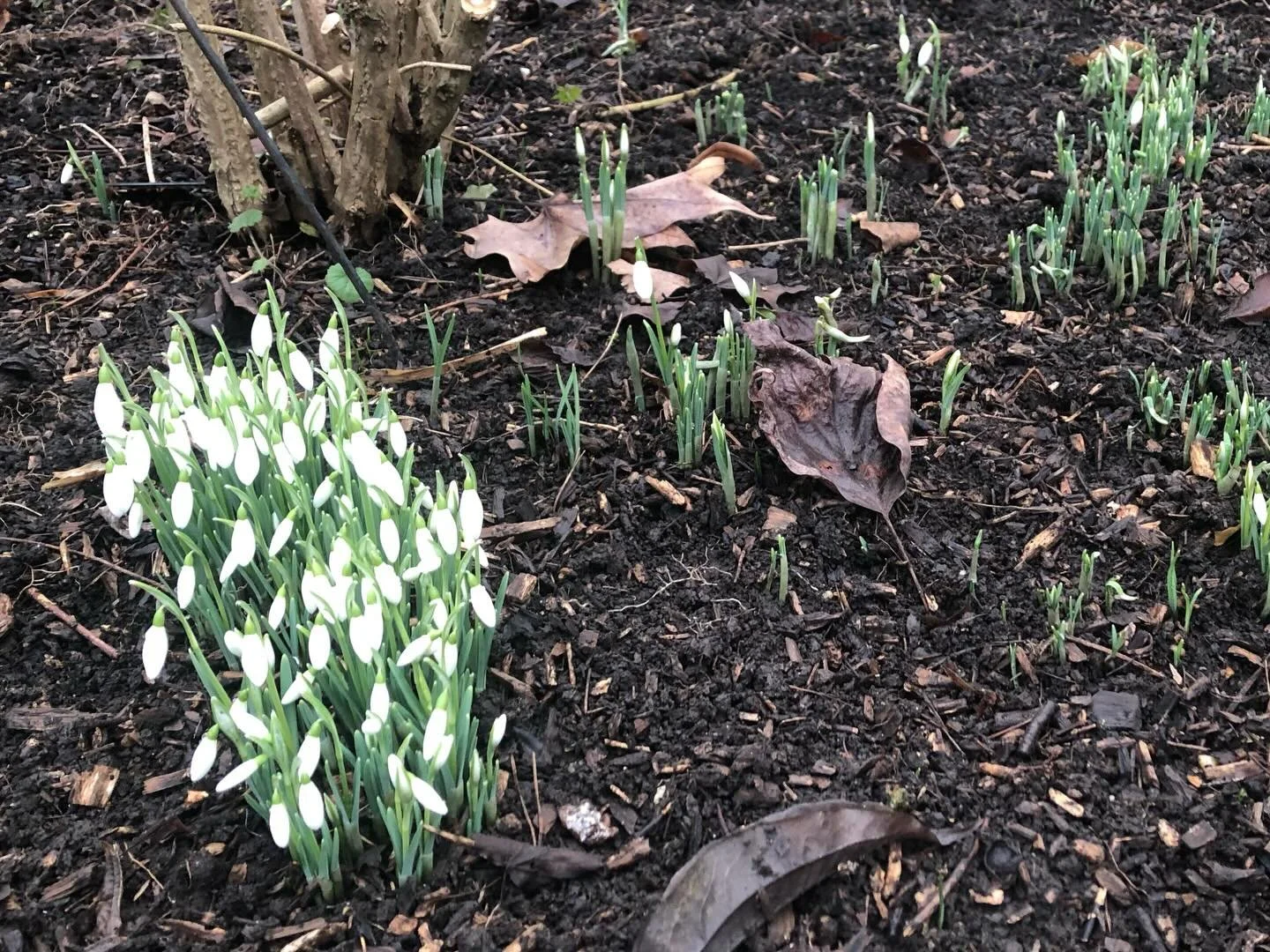 First signs of Spring in #sheffieldbotanicalgardens&hellip;&hellip;..💚
.
.
.
.
.
.
#snowdropseason #snowdrops #snowdrops #galanthus #signsofspring #springissprung #springisintheair #theoutdoorcity #ourfaveplaces #botanicalgardens #botanicalgardenssh