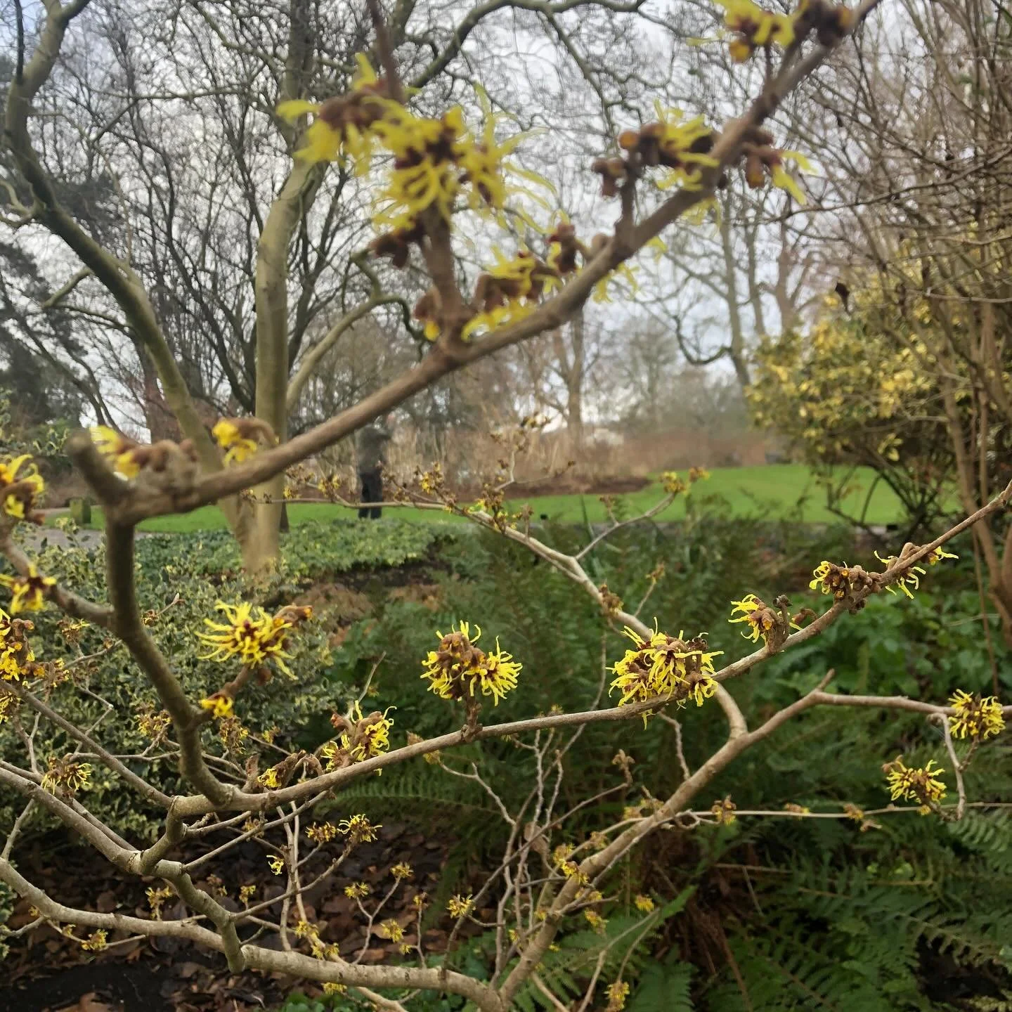 Bewitched by #witchhazel - the sight and smell of witch-hazel in #sheffieldbotanicalgardens reassures us that Spring is truly on its way&hellip;&hellip;

Just one of over a dozen colourful witch-hazels in the Gardens - follow your nose to find them a