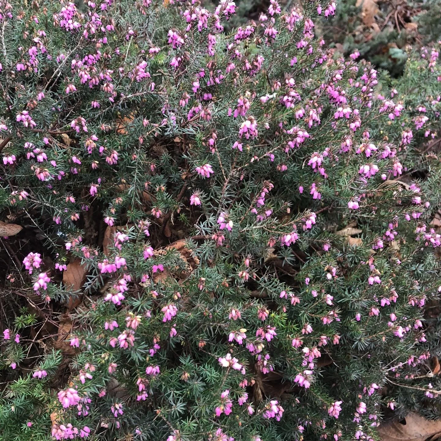 Posting a day early in case you haven&rsquo;t caught your haggis for your Burns Night celebrations tomorrow, we&rsquo;re sharing some lovely purple heather (#callunavulgaris) currently brightening up the AGM border in #sheffieldbotanicalgardens

Happ