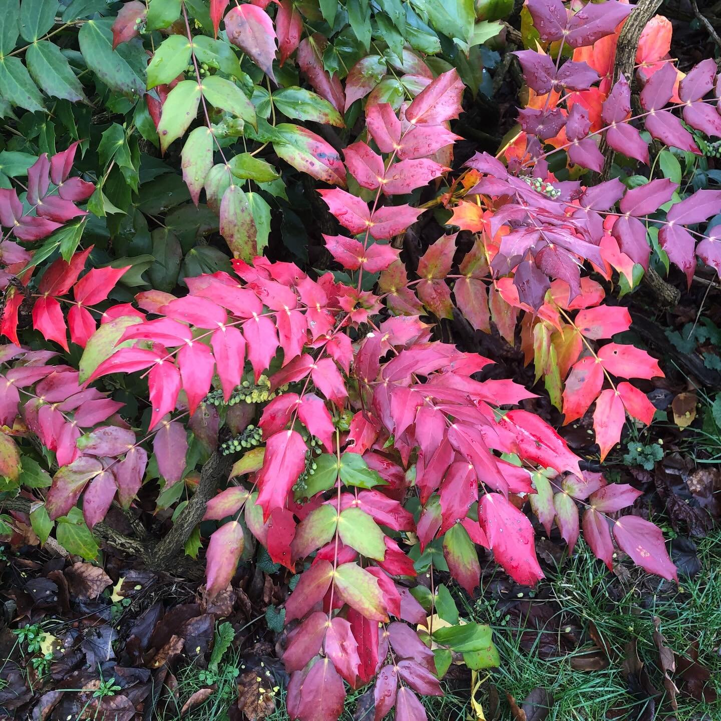 After a pretty bleak week weatherwise - thank goodness for the respite from the rain on Wednesday - the mahonia in #sheffieldbotanicalgardens is providing a welcome splash of colour&hellip;&hellip;

With its spiky red, orange and green leaves, and sc
