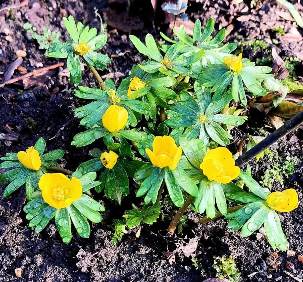 It&rsquo;s been a long time coming but it is finally the last day of January, and to celebrate the imminent arrival of Spring, we are delighted to share these sunshine yellow winter aconites, captured in #sheffieldbotanicalgardens by Friend Judith (@