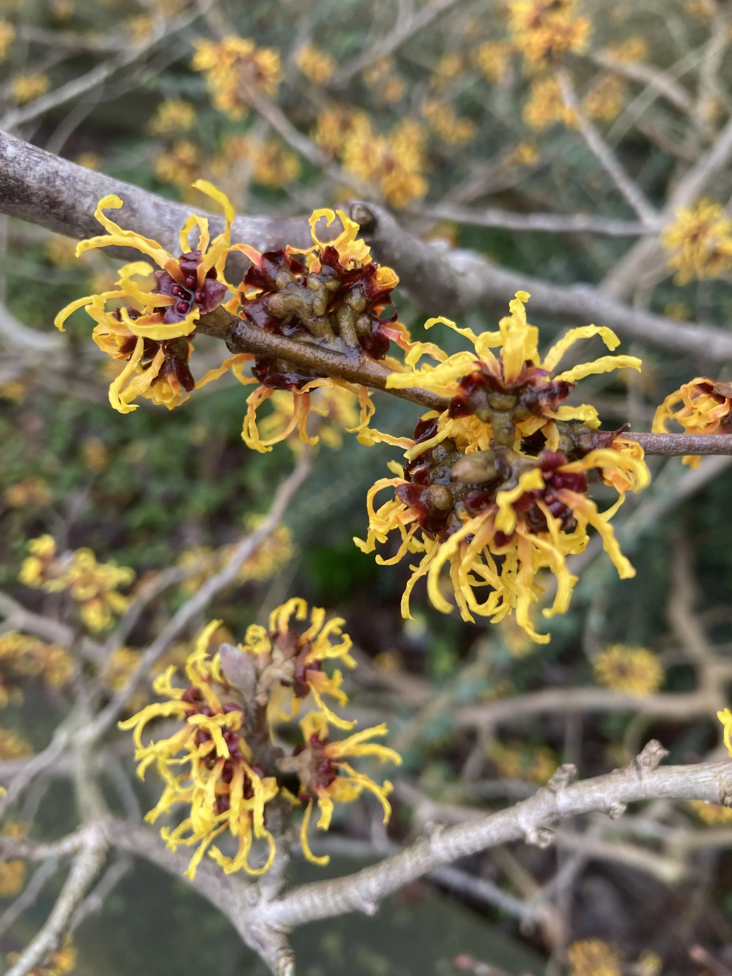 Hamamelis mollis