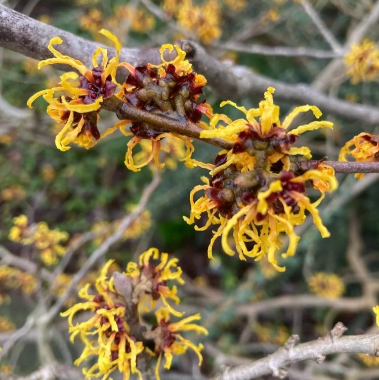 No apologies for featuring this stunning witch hazel for the second time, as this time it is our #plantofthemonth, celebrating the arrival of February - at last!

This Hamamelis mollis or Chinese Witch Hazel sits in the border just outside the Main E