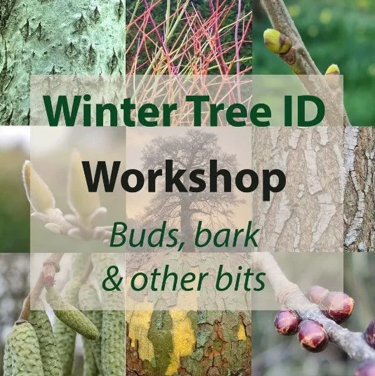 When leaves, flowers and fruits disappear, tree ID can feel tricky&mdash;but look a little closer and the clues are everywhere. Buds, twigs, bark and overall shape all tell a story. Once you train your eye, winter walks come alive with detail and dis
