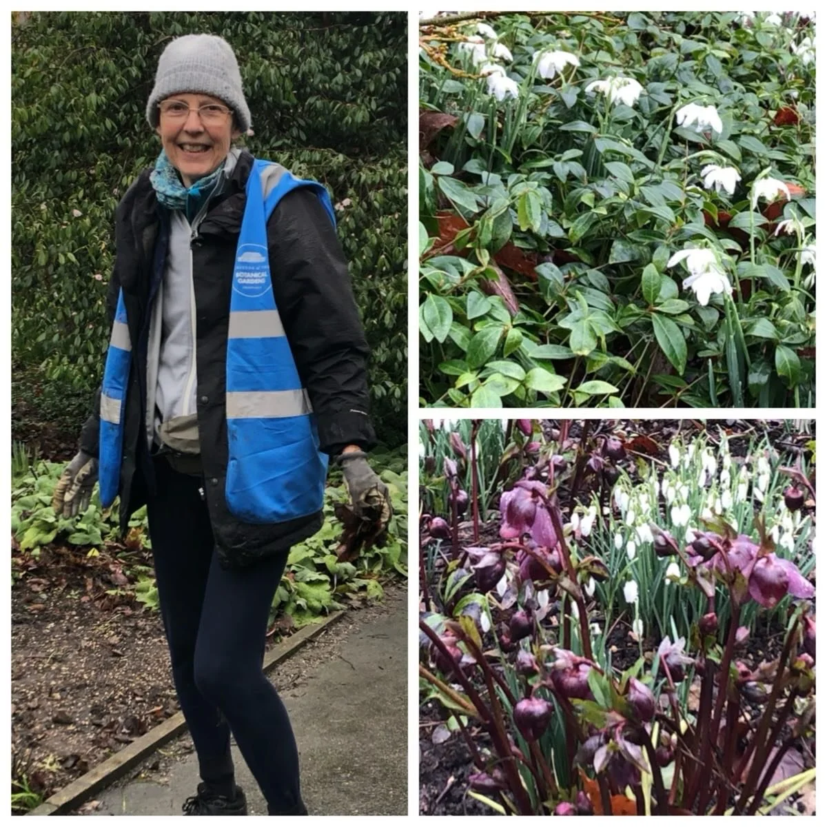 Our #sheffieldbotanicalgardens volunteer Judy doing a great job of keeping the AGM borders looking good, despite the rain 👏

The Royal Horticultural Society gives the Award of Garden Merit (AGM) to plants that can be relied on to do well in UK garde