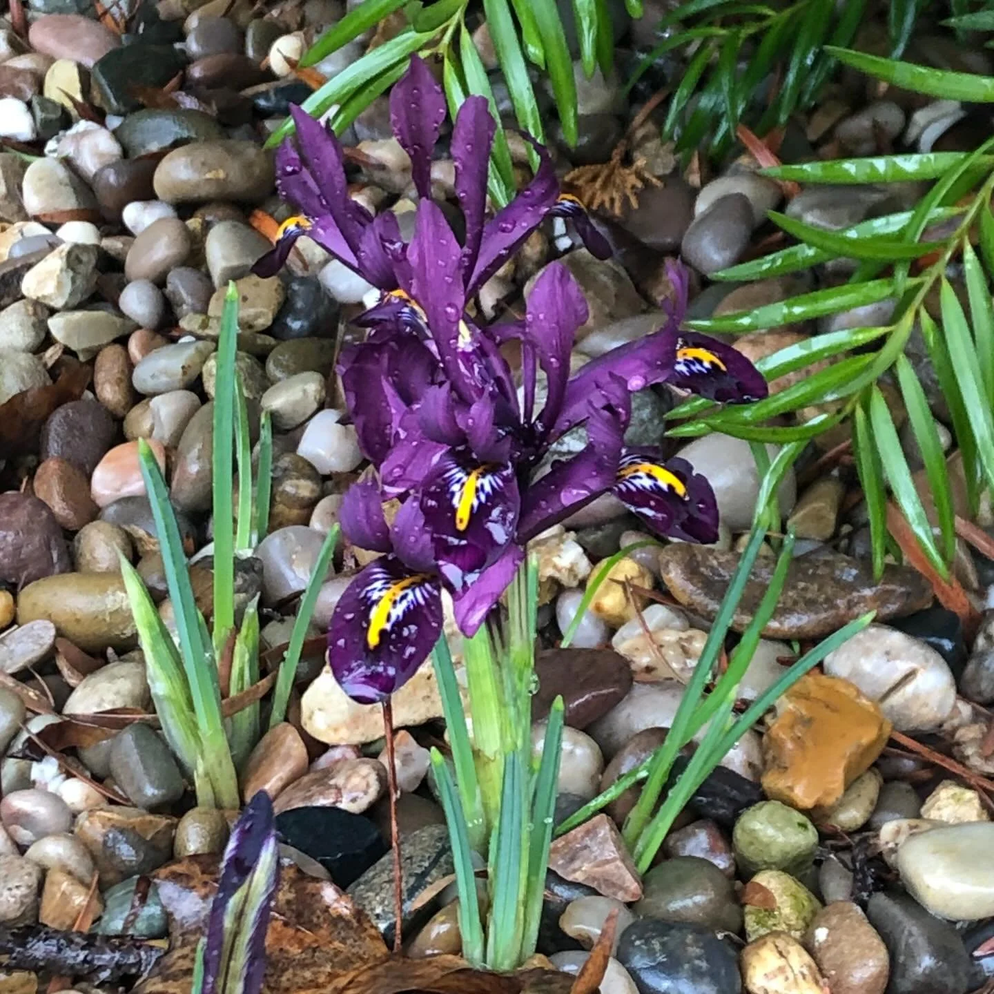 You may have to bend your knees but you will be rewarded by these pretty little iris reticulata in #sheffieldbotanicalgardens&hellip;..
.
.
.
.
.
.
#iris #irisreticulata #tinyspringflowers #dontmissthesmallthings