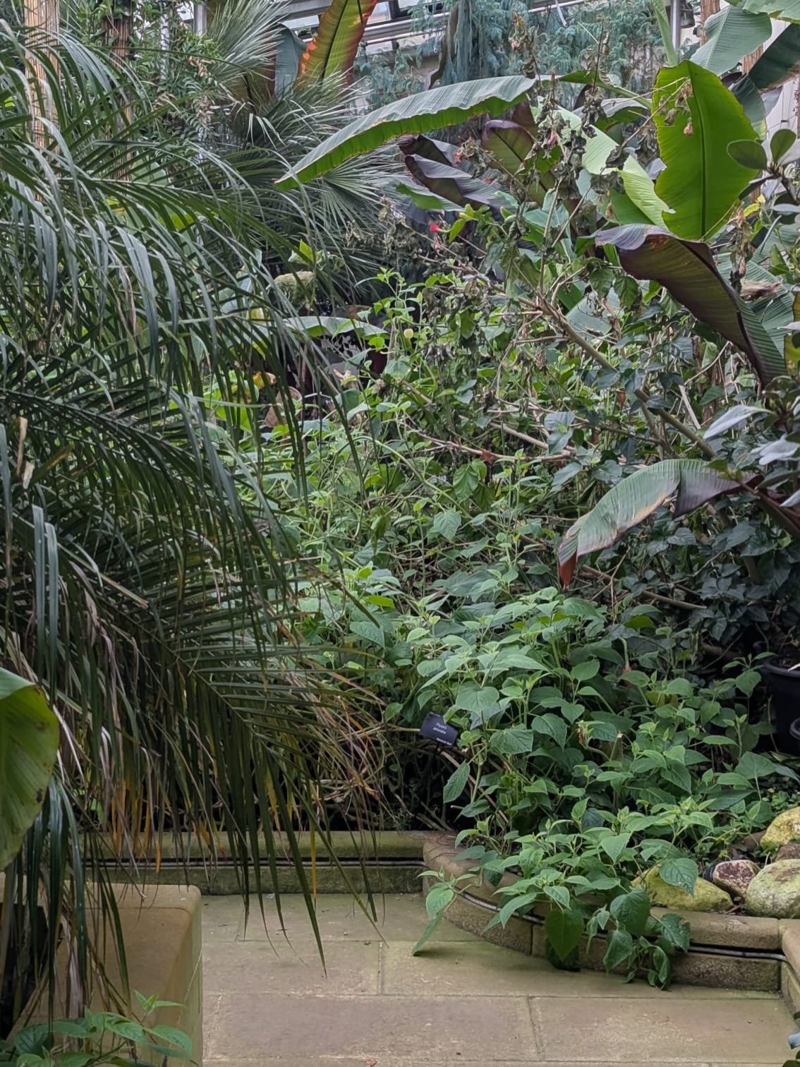 Escape the chilly winds and showers today and step inside the pavilions in #sheffieldbotanicalgardens where minimum temperatures are maintained above 10&deg;C&hellip;&hellip;.

Plants in the Pavilions have been selected from warm temperate areas of t