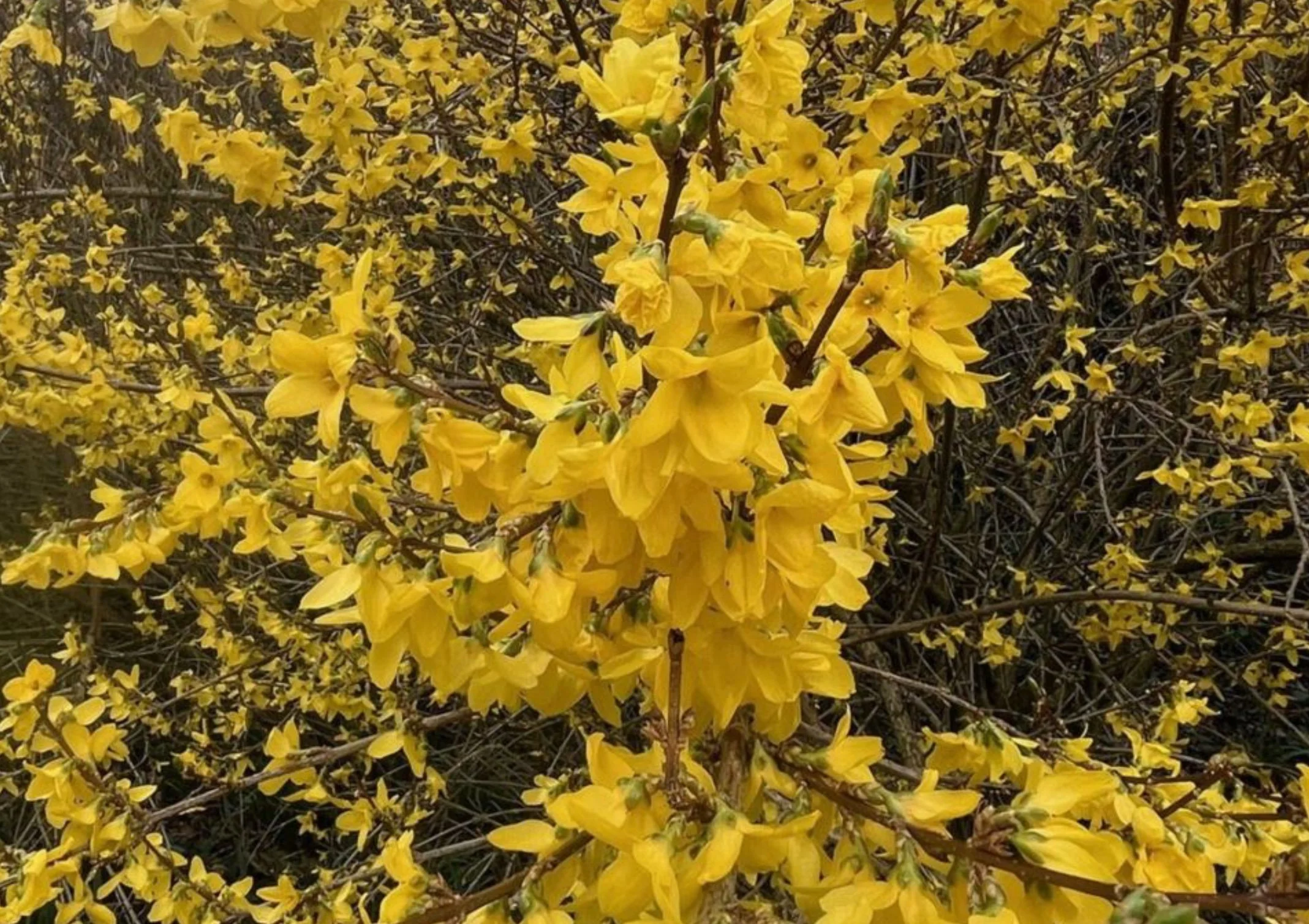Forsythia.jpg