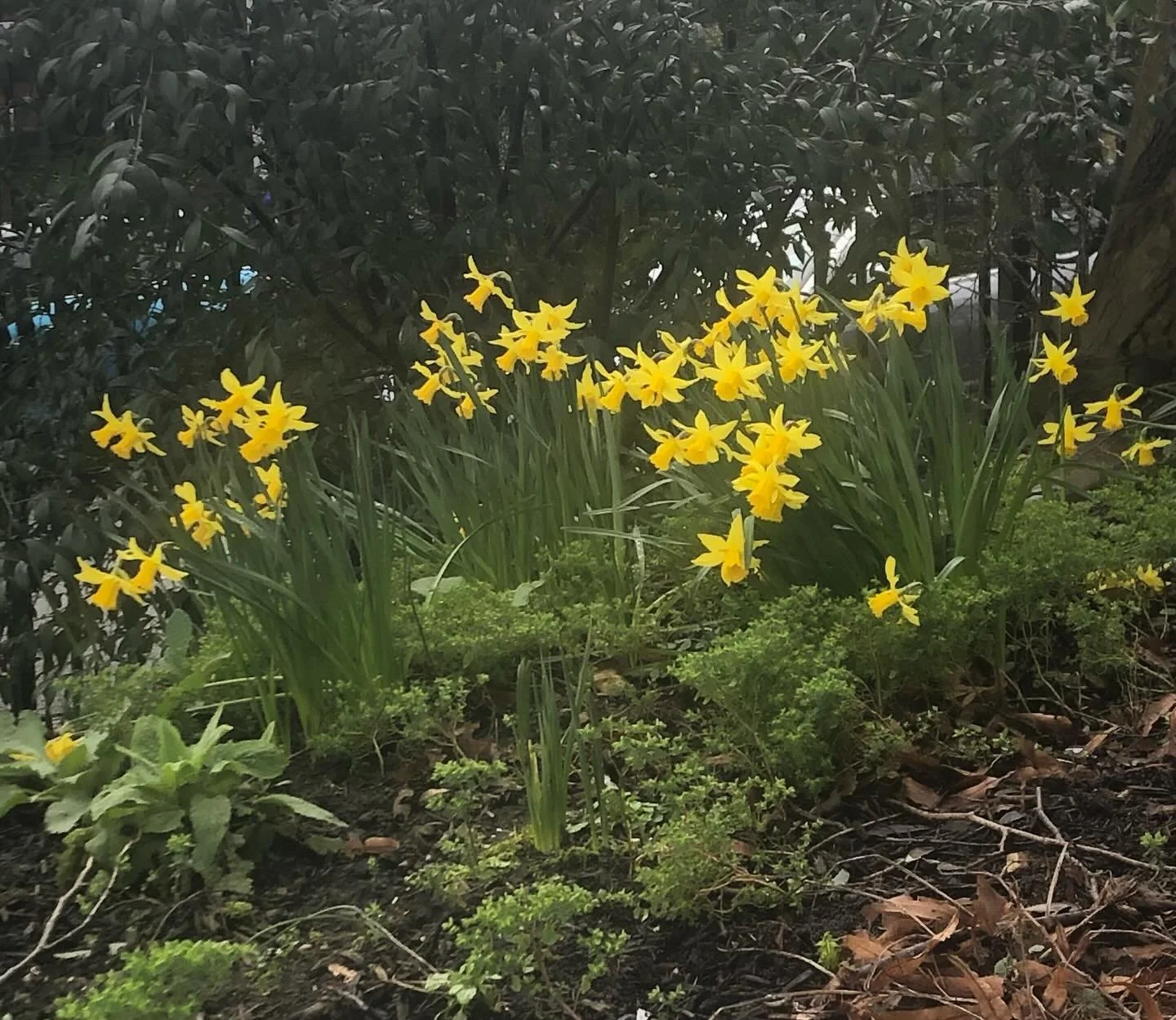 Providing a cheerful welcome to #sheffieldbotanicalgardens on St David&rsquo;s Day - and celebrating the arrival of meteorological Spring - a host of golden daffodils&hellip;&hellip;

These ones are on the driveway up from the Thompson Road entrance 
