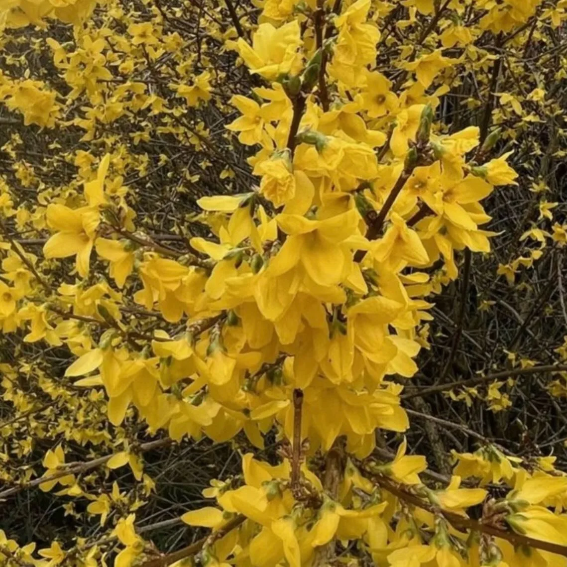 Some more pretty yellow flowers today with this cheerful Forsythia - Forsythia x intermedia Maree d&rsquo;Or to give it its full name - our Plant of the Month for March.

You will find it in the AGM garden, in #sheffieldbotanicalgardens, above the Ed