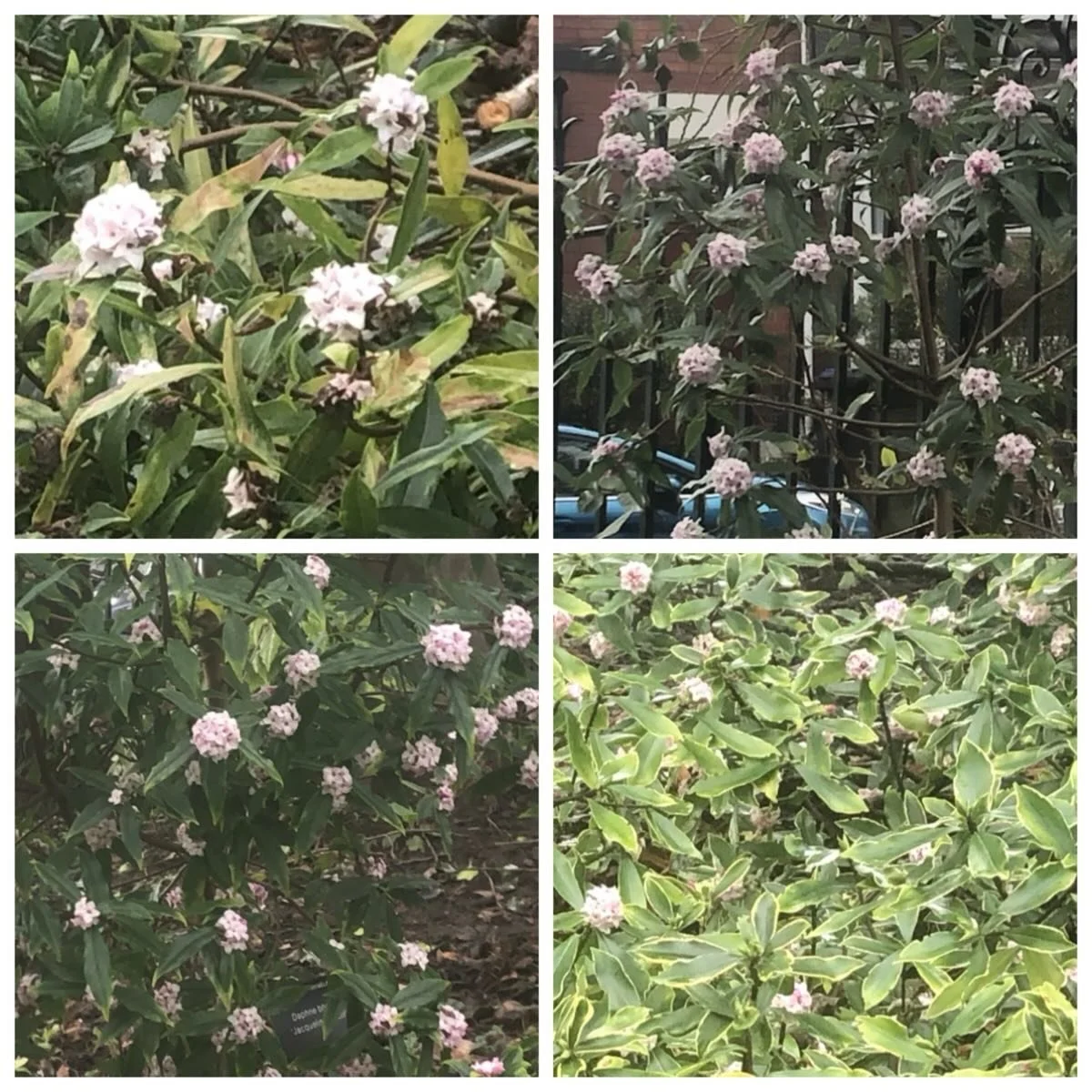 Going daft over Daphnes - pretty in pink and beautifully scented - enjoy the sight and smell as you enter #sheffieldbotanicalgardens via the Thompson Road entrance.
.
.
.
.
.
.
#daphne #daphnebholuajacquelinepostill #daphneodoraaureomarginata #scente