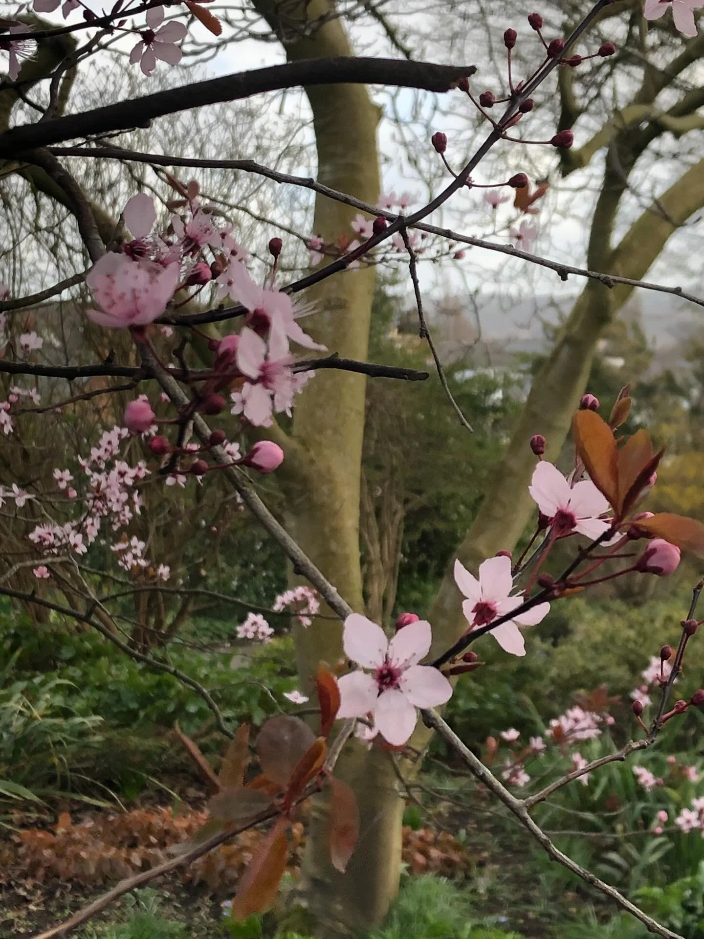 Plenty of pink in #sheffieldbotanicalgardens this week&hellip;&hellip;..
.
.
.
.
.
#pinkflowers #springinthegarden #springflowers #pinkplants