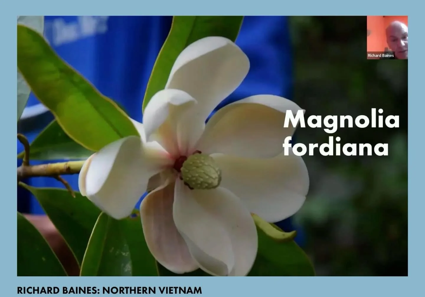 The recording of Curator of @loganbotanicgarden Richard Baines&rsquo; recent talk on his expeditions to North Vietnam is now available for Friends to view on the members area of our @fobsheffield website.

Richard&rsquo;s talk is just one of many tal