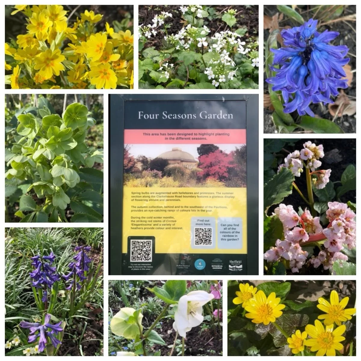 Designed to highlight planting in the different seasons, today we showcase the Four Seasons Garden in #sheffieldbotanicalgardens

Often overlooked due to its slightly out of the way location behind the pavilions it&rsquo;s definitely worth a detour -