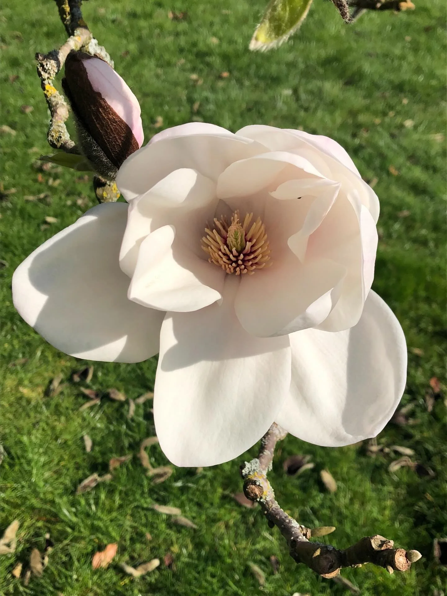 It&rsquo;s magnolia time in #sheffieldbotanicalgardens&hellip;&hellip;&hellip;

The buds are growing - you can almost hear them popping - and big blousy magnolia blooms are appearing by the hour.

Lovely at any time but even lovelier against the clea