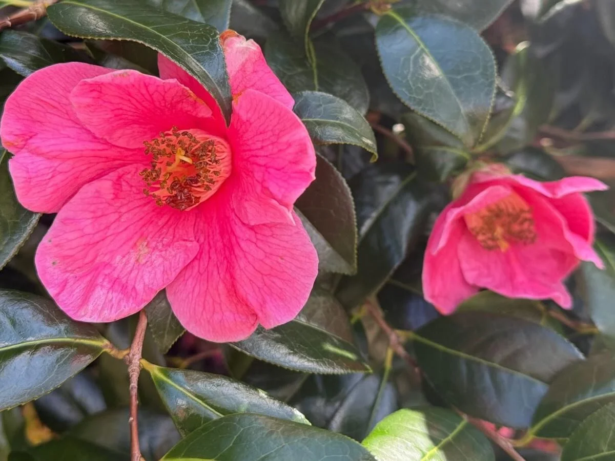 Welcoming the Spring equinox and astronomical spring today, with a celebration of the camellias in #sheffieldbotanicalgardens&hellip;&hellip;.

📷 with thanks to @christine.rose.37266136 
.
.
.
.
.
#camellias #springequinox #pinkplants #astronomicals